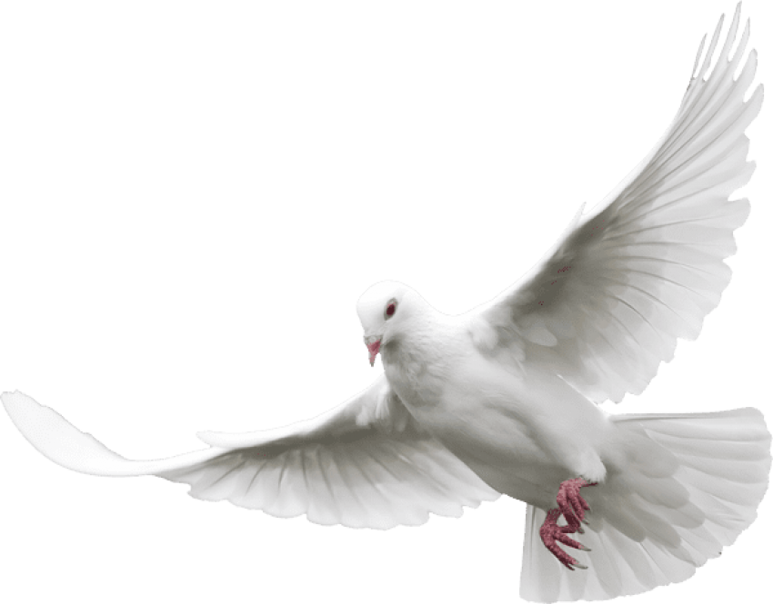 Pigeons And Doves Portable Network Graphics Clip Art - Transparent White Dove Png - HD Wallpaper 