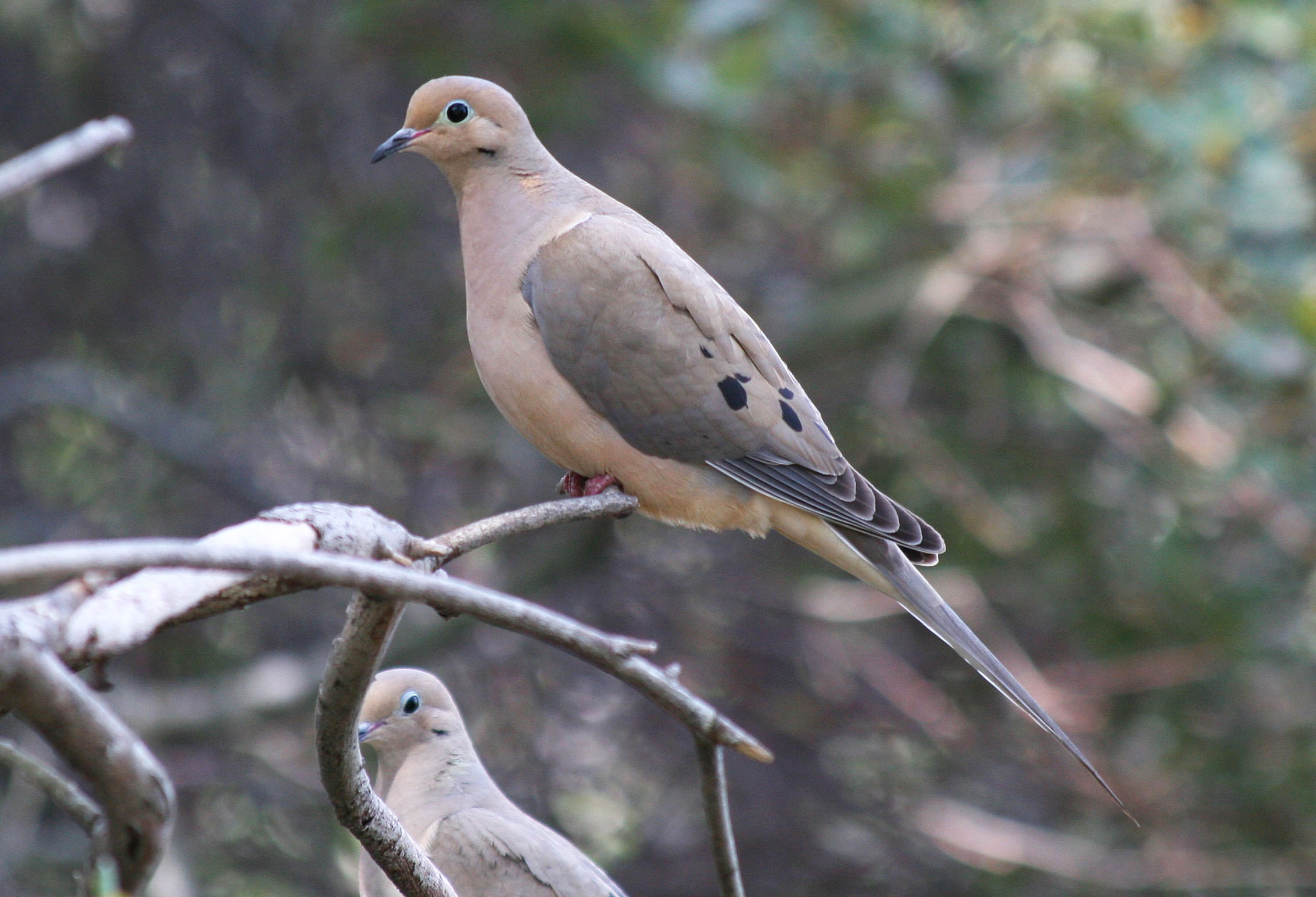 Mourning Dove - HD Wallpaper 