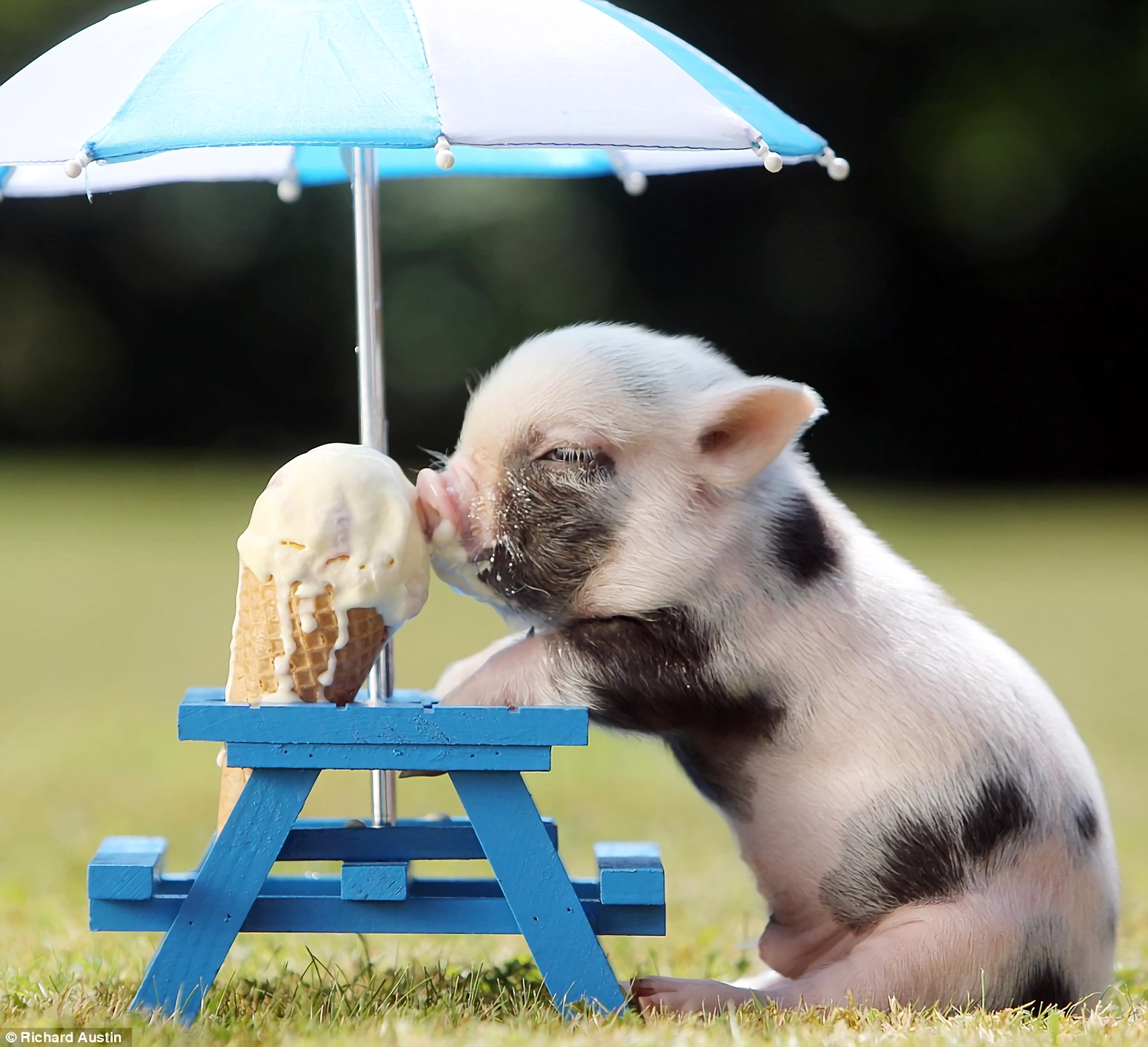 Pigs Eating Ice Cream - HD Wallpaper 