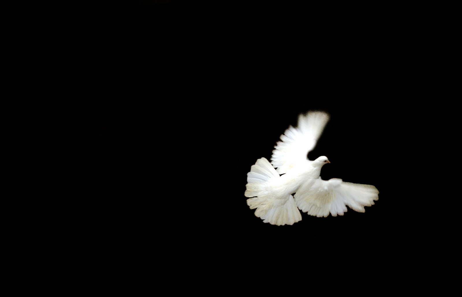 Columbidae - HD Wallpaper 