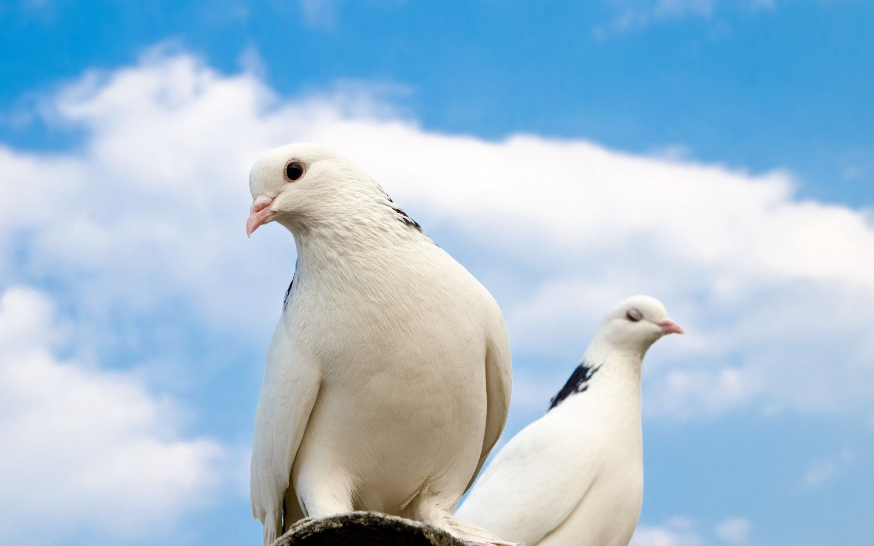 Dove - Best Dove Image Download - HD Wallpaper 