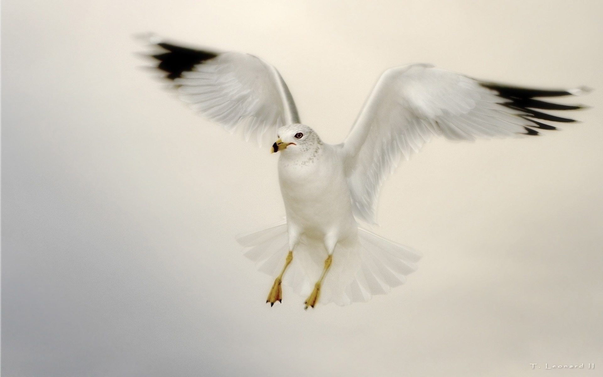 Landing Seagull - HD Wallpaper 