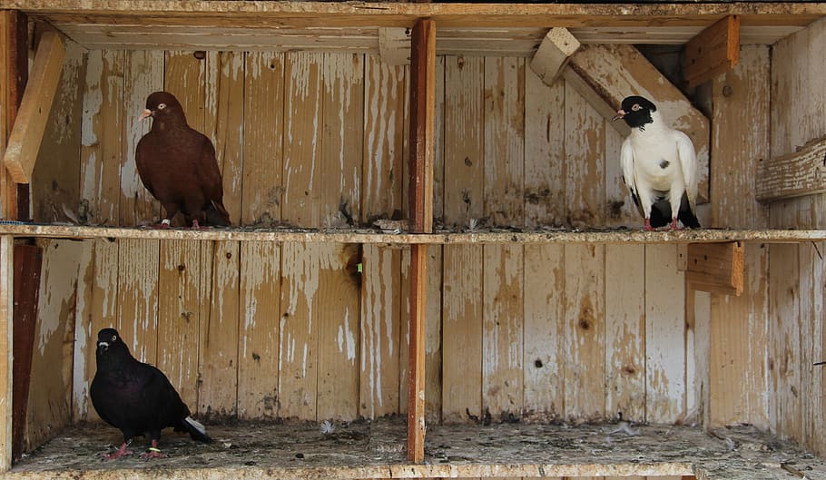 Pigeons, In, Shelter, Wood, Cage, Brown, Nature, Animal, - Pelecheros Para Palomos Deportivos Madera - HD Wallpaper 