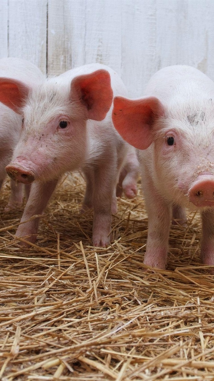 Iphone Wallpaper Five Little Pigs - Поросята 1 5 Месяца - HD Wallpaper 
