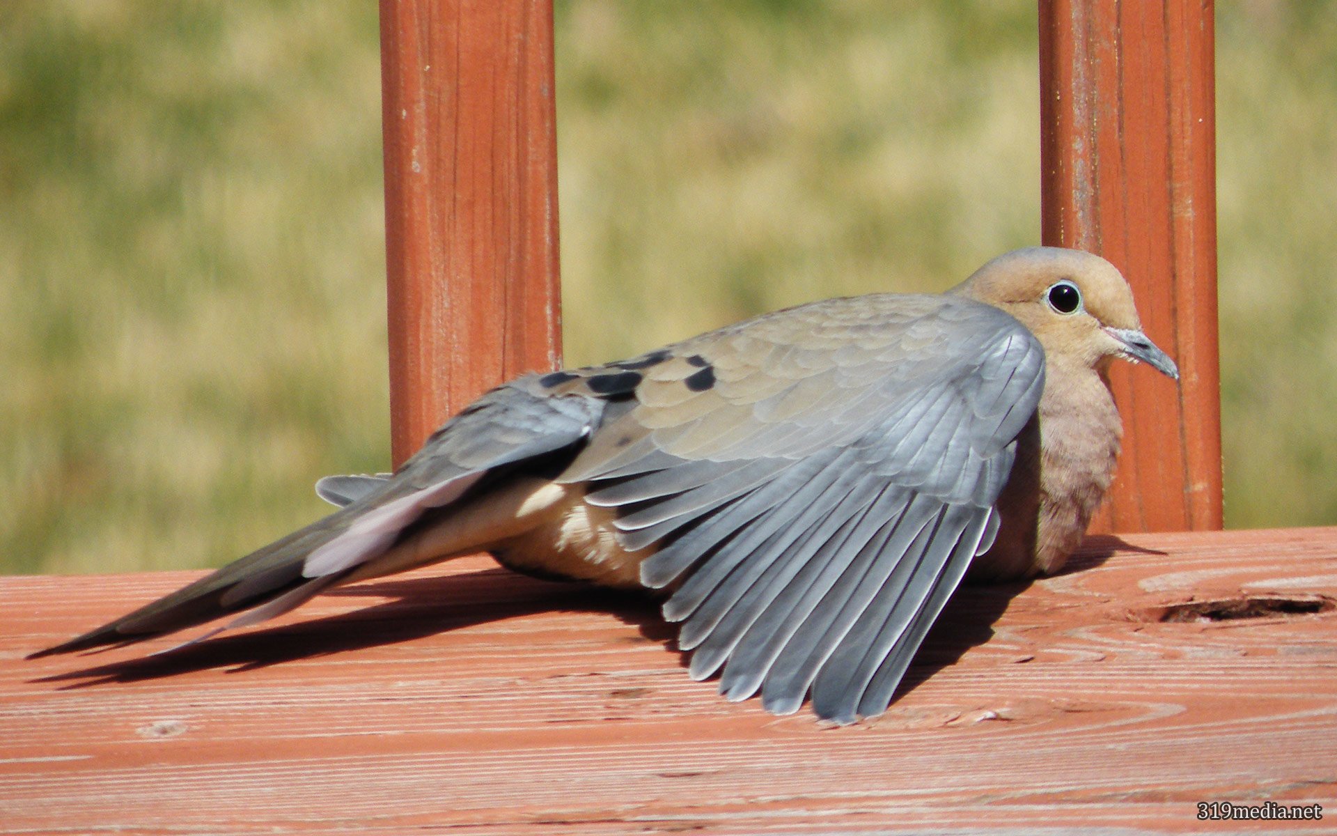 American Mourning Dove - HD Wallpaper 