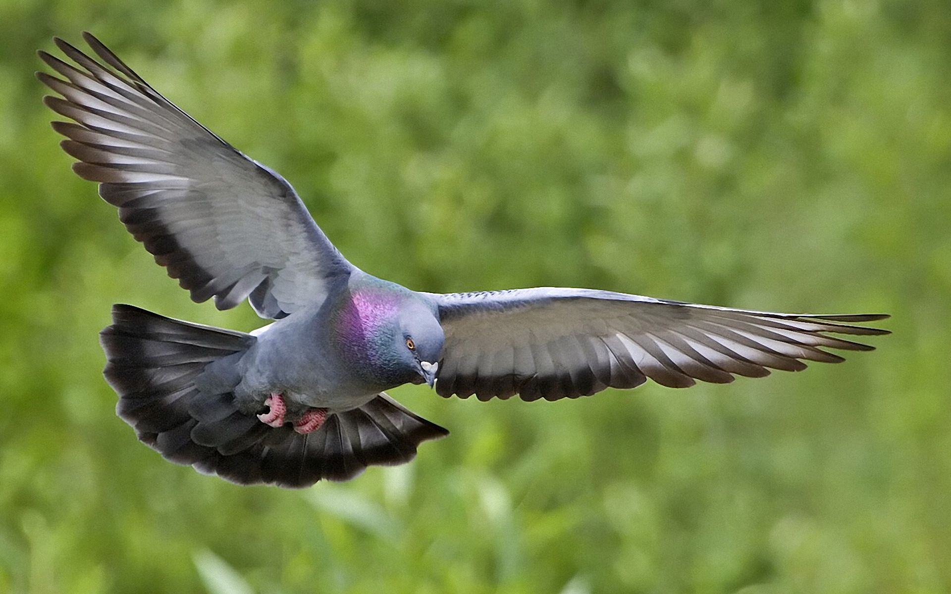 Hd Wallpaper Flying Dove - HD Wallpaper 