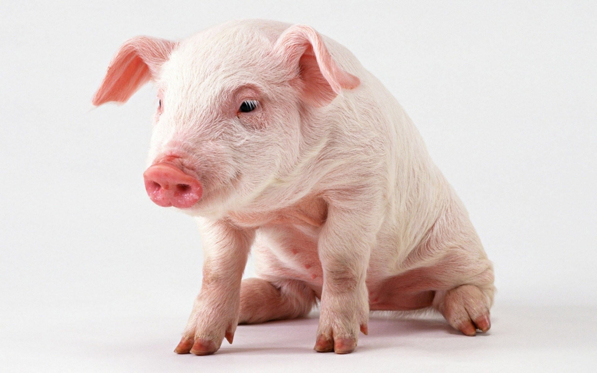 1920x1200, Baby Pig Wallpaper Ideas About Pig Wallpaper - Baby Pig - HD Wallpaper 