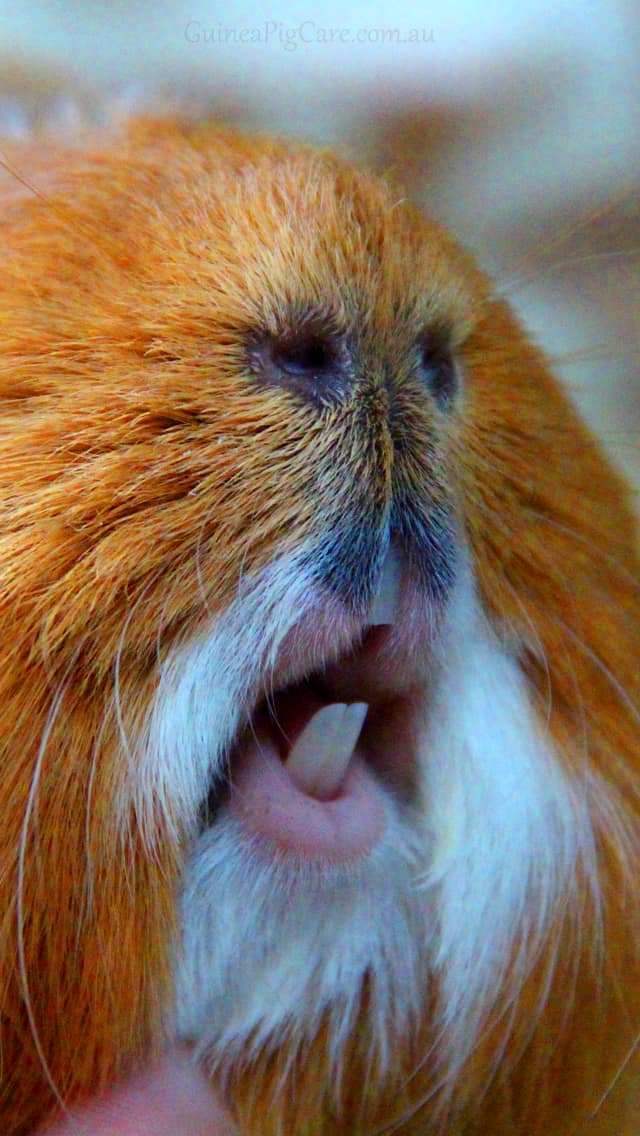 Guinea Pig Lips - HD Wallpaper 