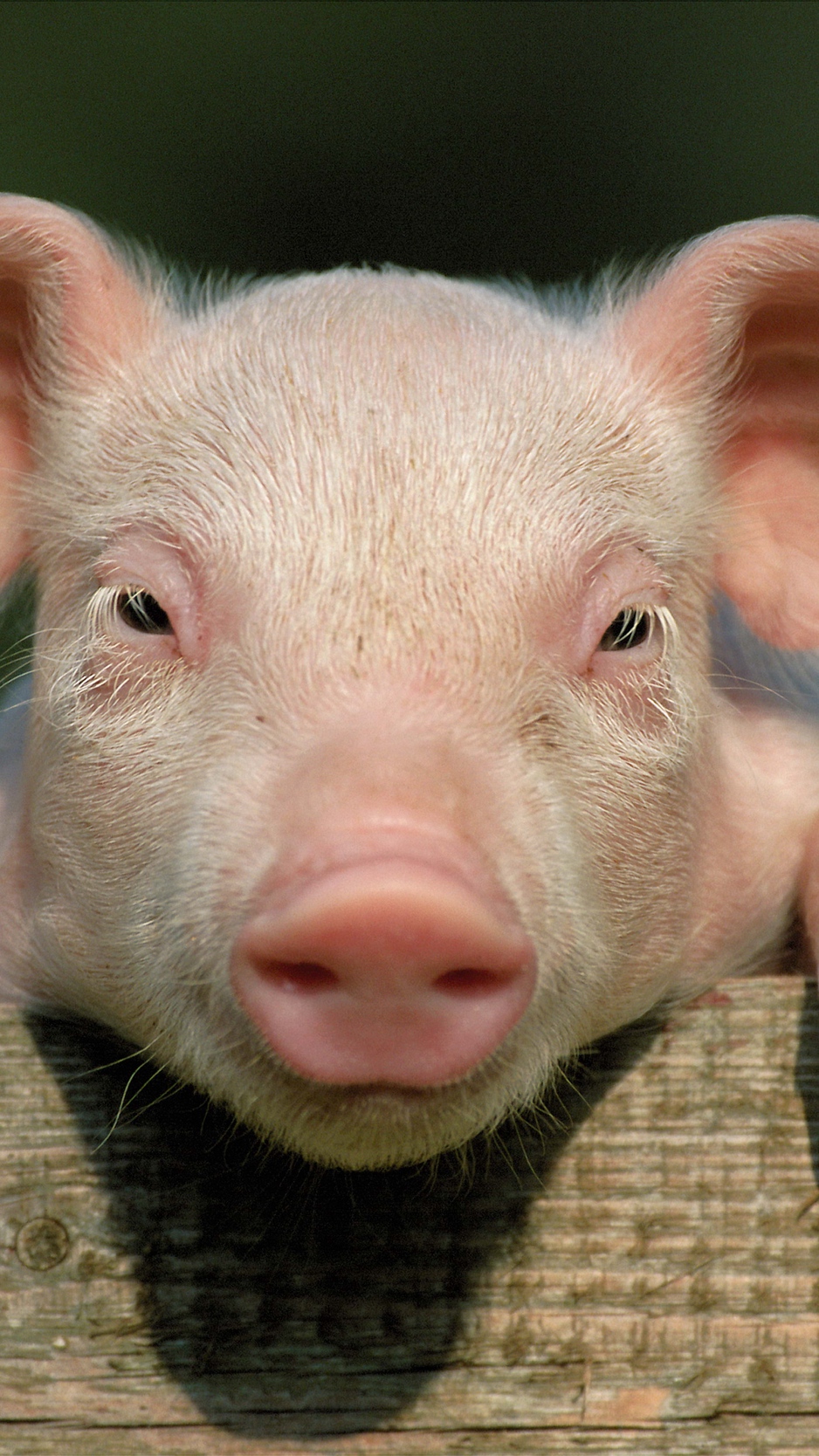 Wallpaper Pig, Little Pig, Countryside, Hooves, Close - Pig Close Up Face - HD Wallpaper 