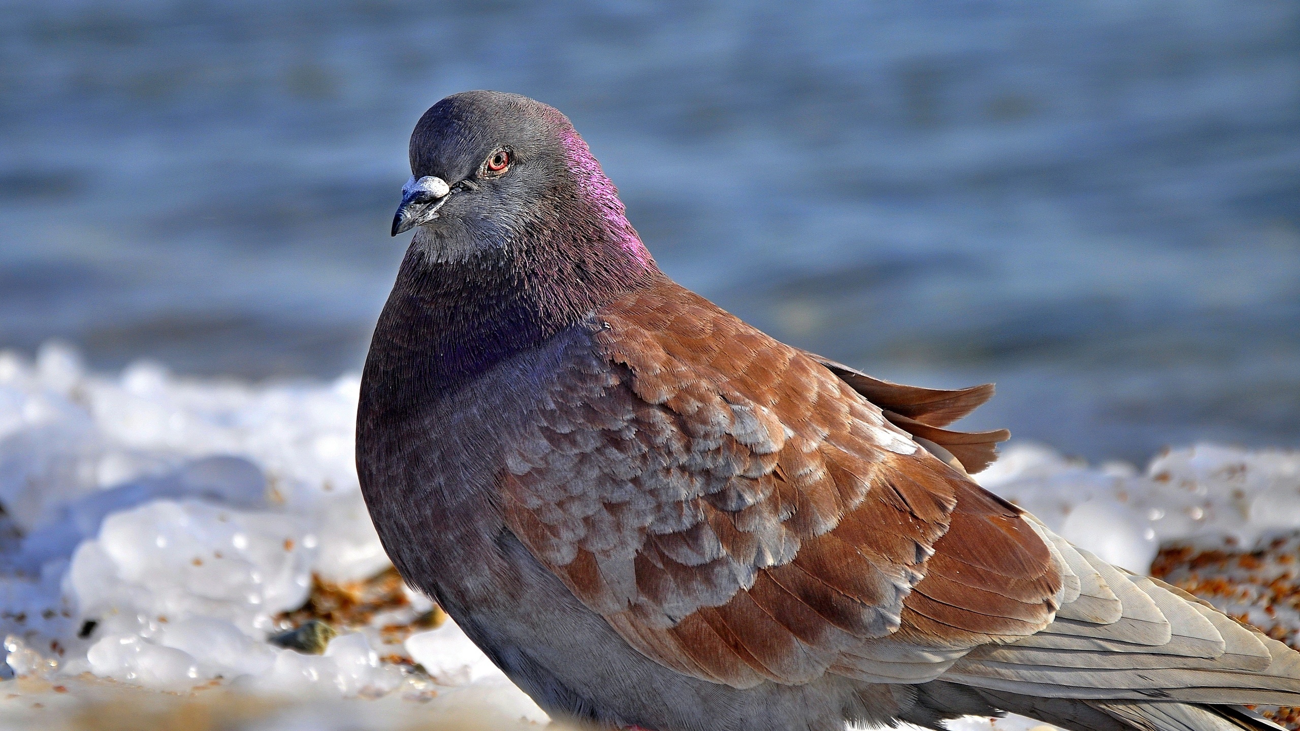 Lovely Dove Bird - Pigeon - HD Wallpaper 
