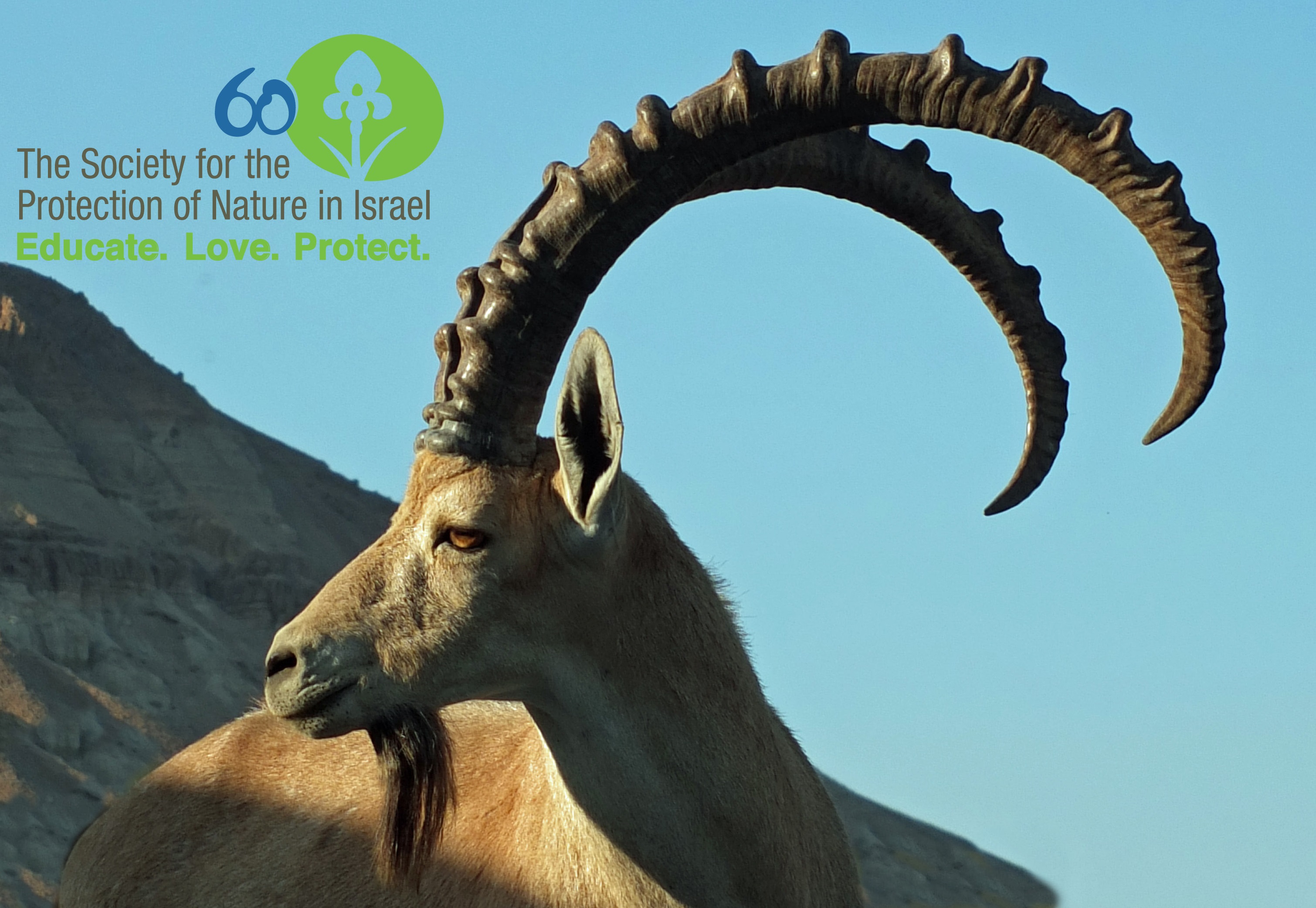 Steinböcke Am Toten Meer - HD Wallpaper 