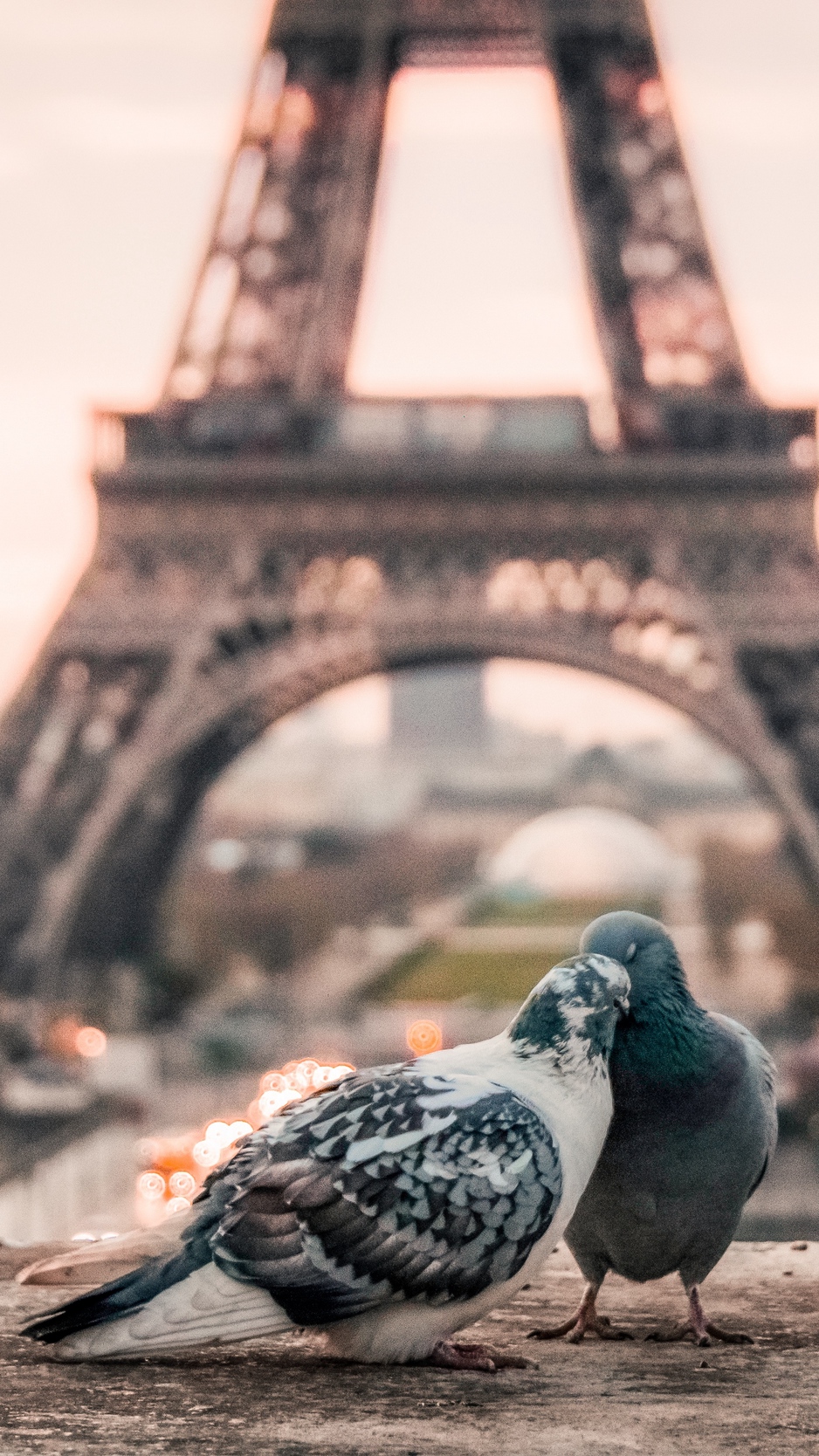 Wallpaper Doves, Couple, Eiffel Tower - Phone Wallpaper Of A Dove - HD Wallpaper 