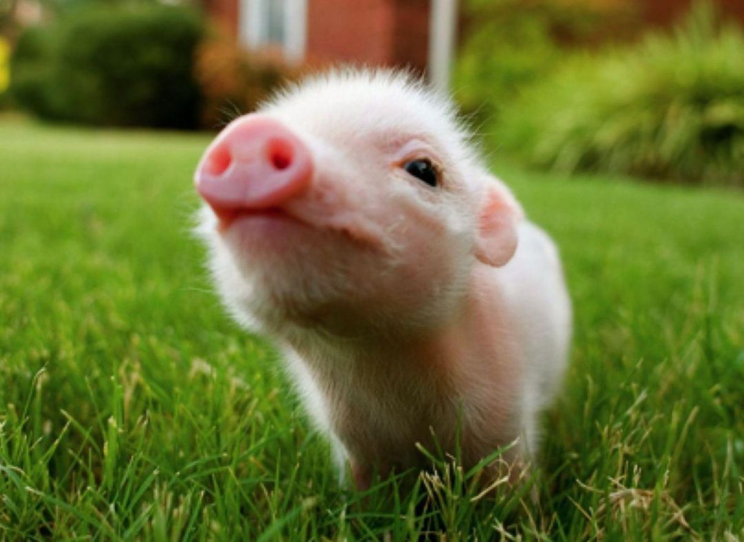 Android, Iphone, Desktop Hd Backgrounds / Wallpapers - Baby Pigs Backgrounds - HD Wallpaper 