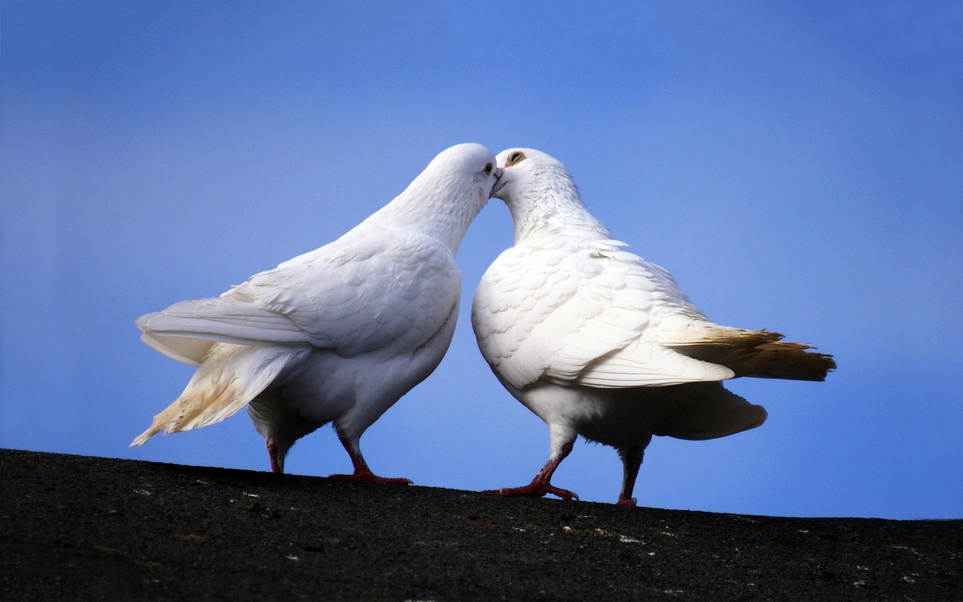 White Doves Kiss - HD Wallpaper 
