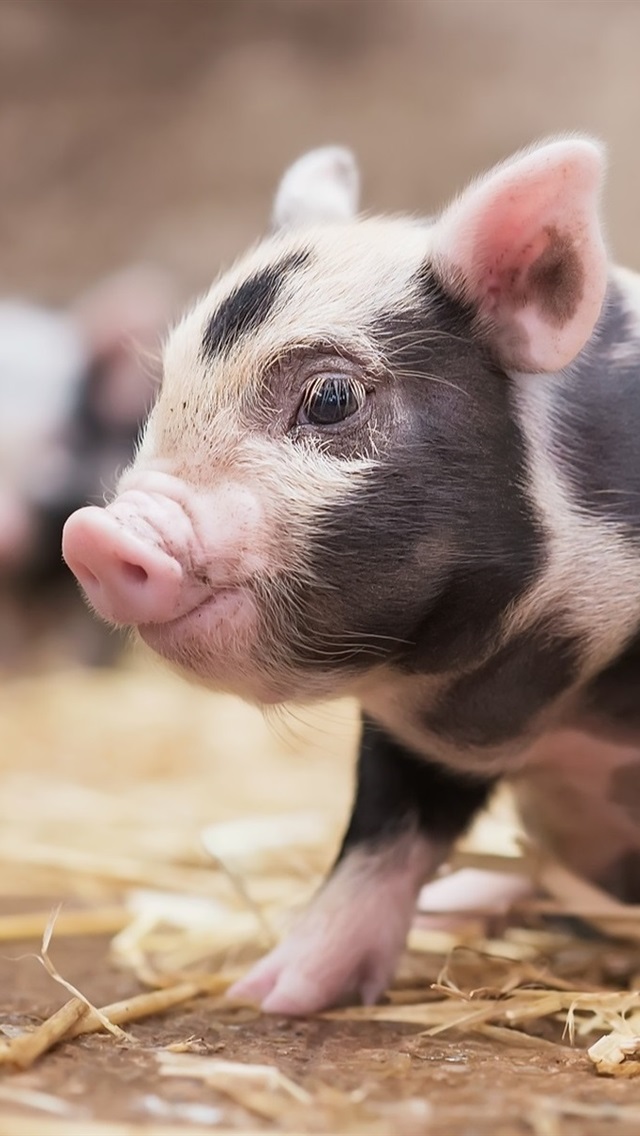 Iphone Wallpaper Cute Little Pig, Look, Pet - Cute Pigs On A Farm - HD Wallpaper 