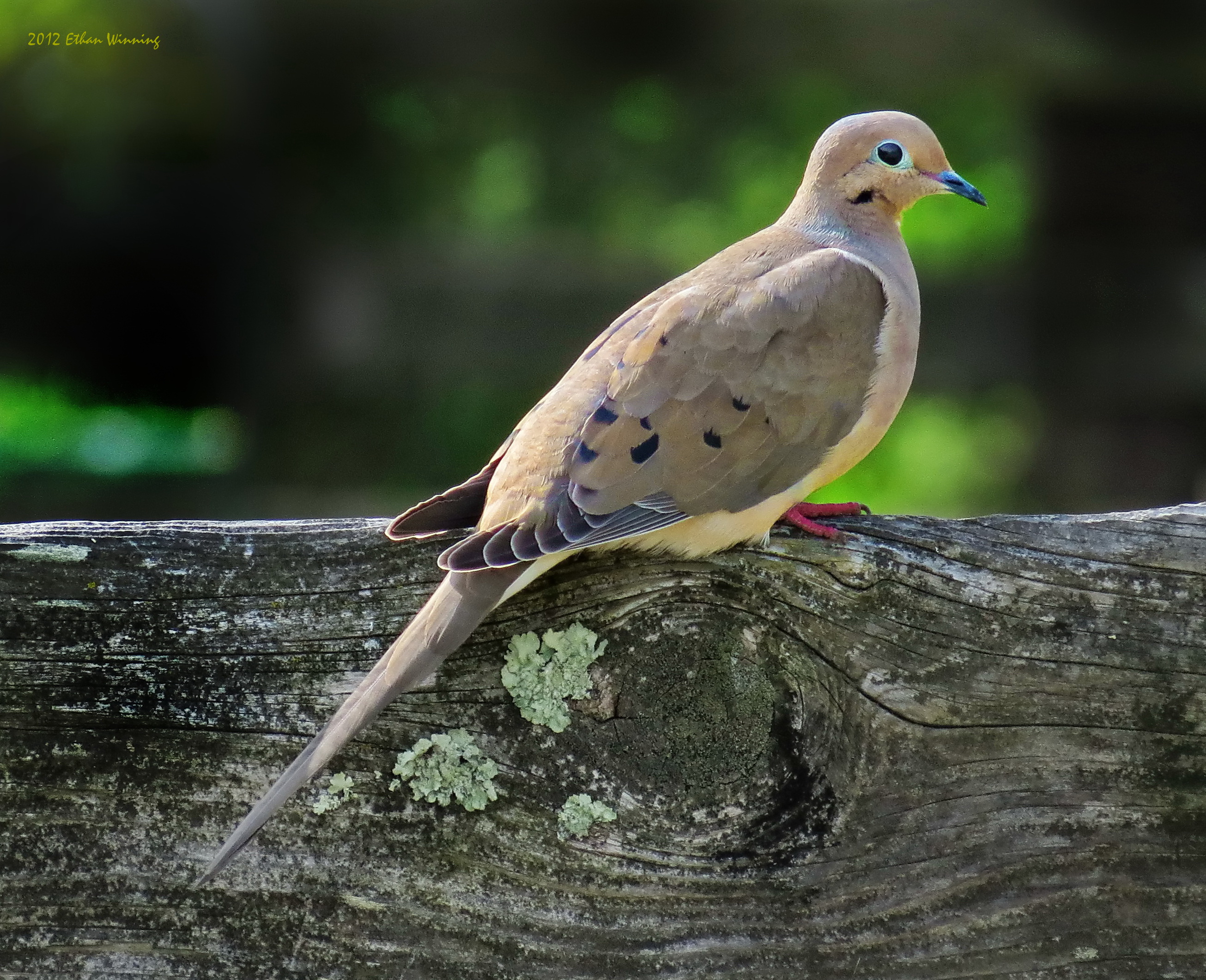 Mourning Dove - HD Wallpaper 
