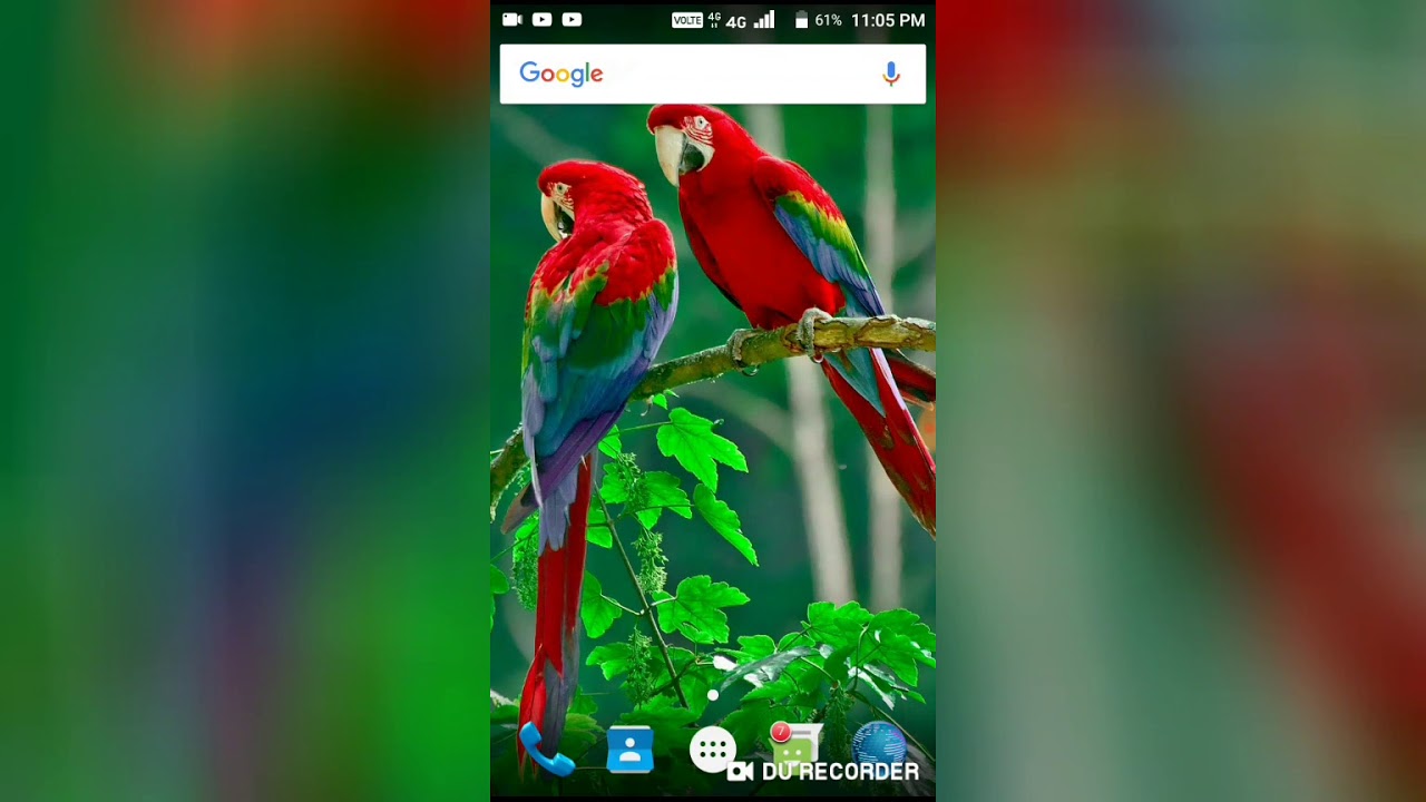 Parrots In Uk Wild - HD Wallpaper 