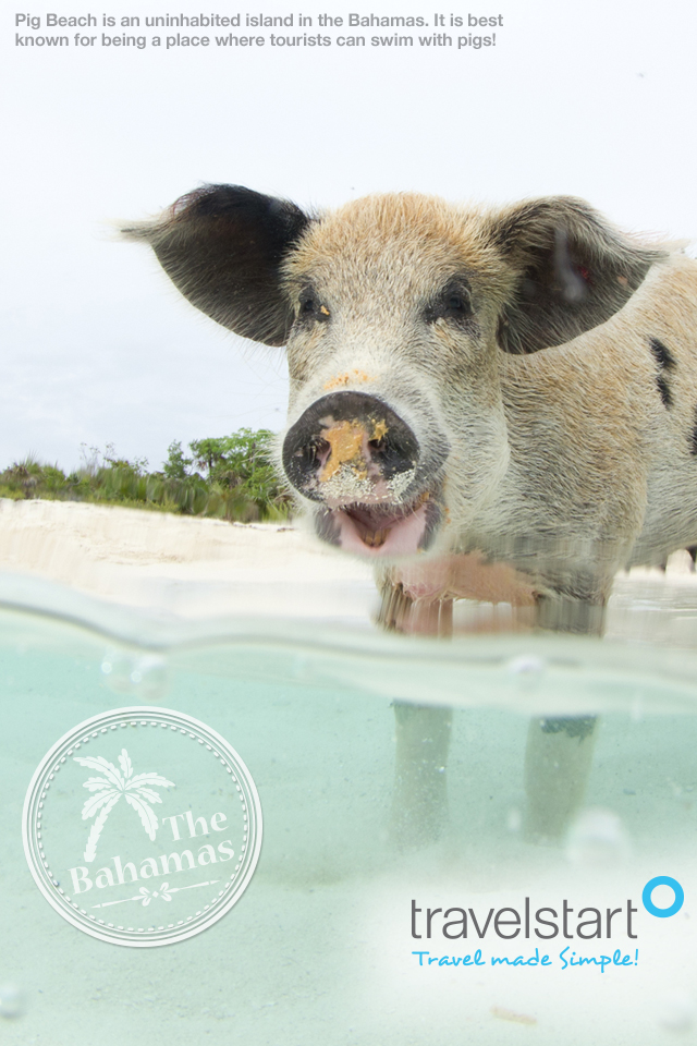 Domestic Pig - HD Wallpaper 