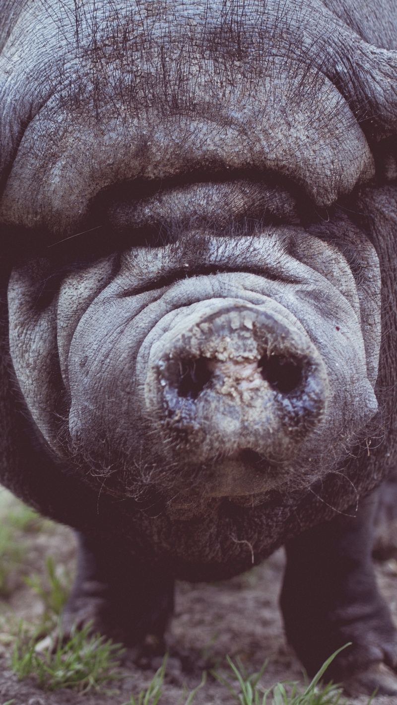 Wallpaper Pig, Muzzle, Nose, Fat - Fat 4k - HD Wallpaper 