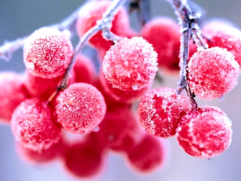Snow Fruits - HD Wallpaper 