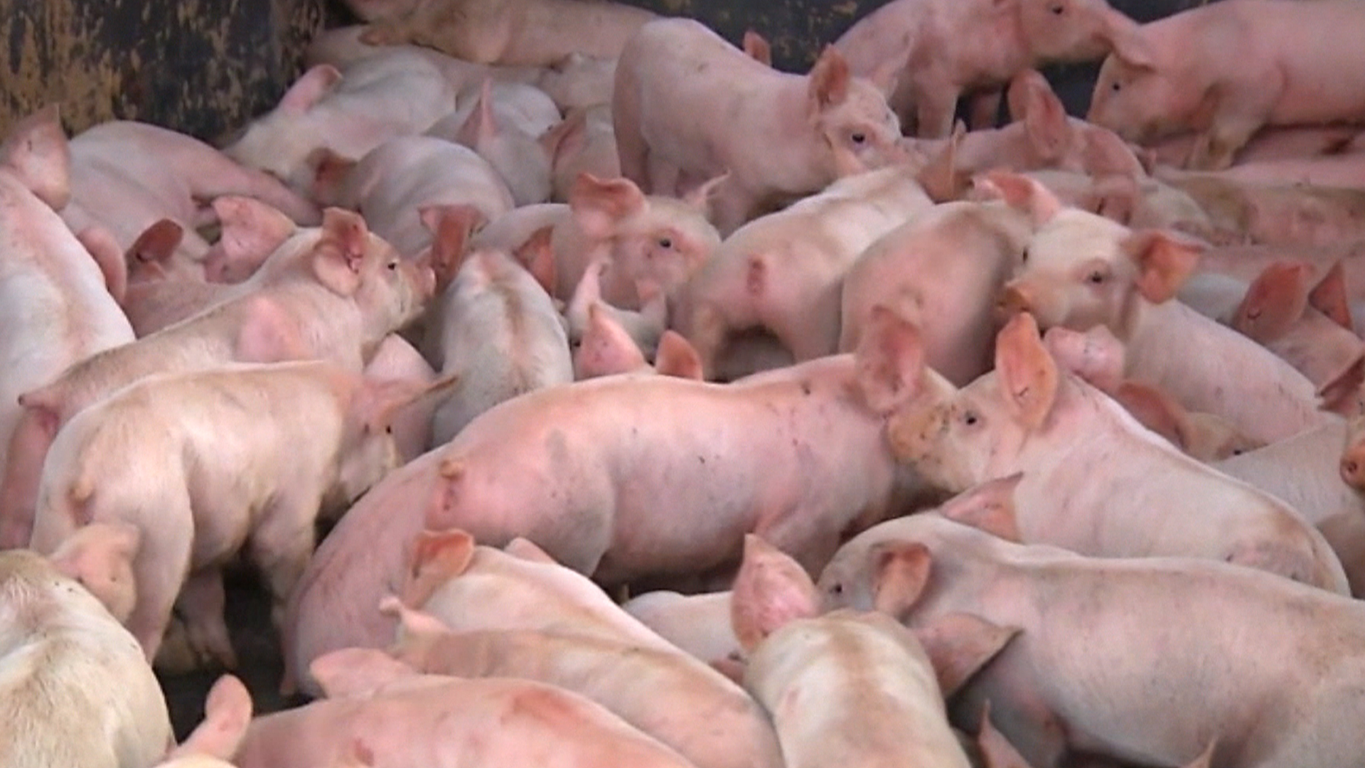 Domestic Pig - HD Wallpaper 