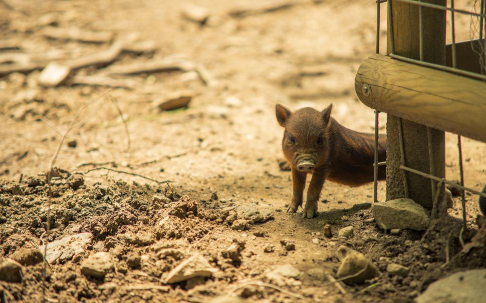 Pig Baby Dirt Hd Wallpaper,animals Hd Wallpaper,baby - HD Wallpaper 