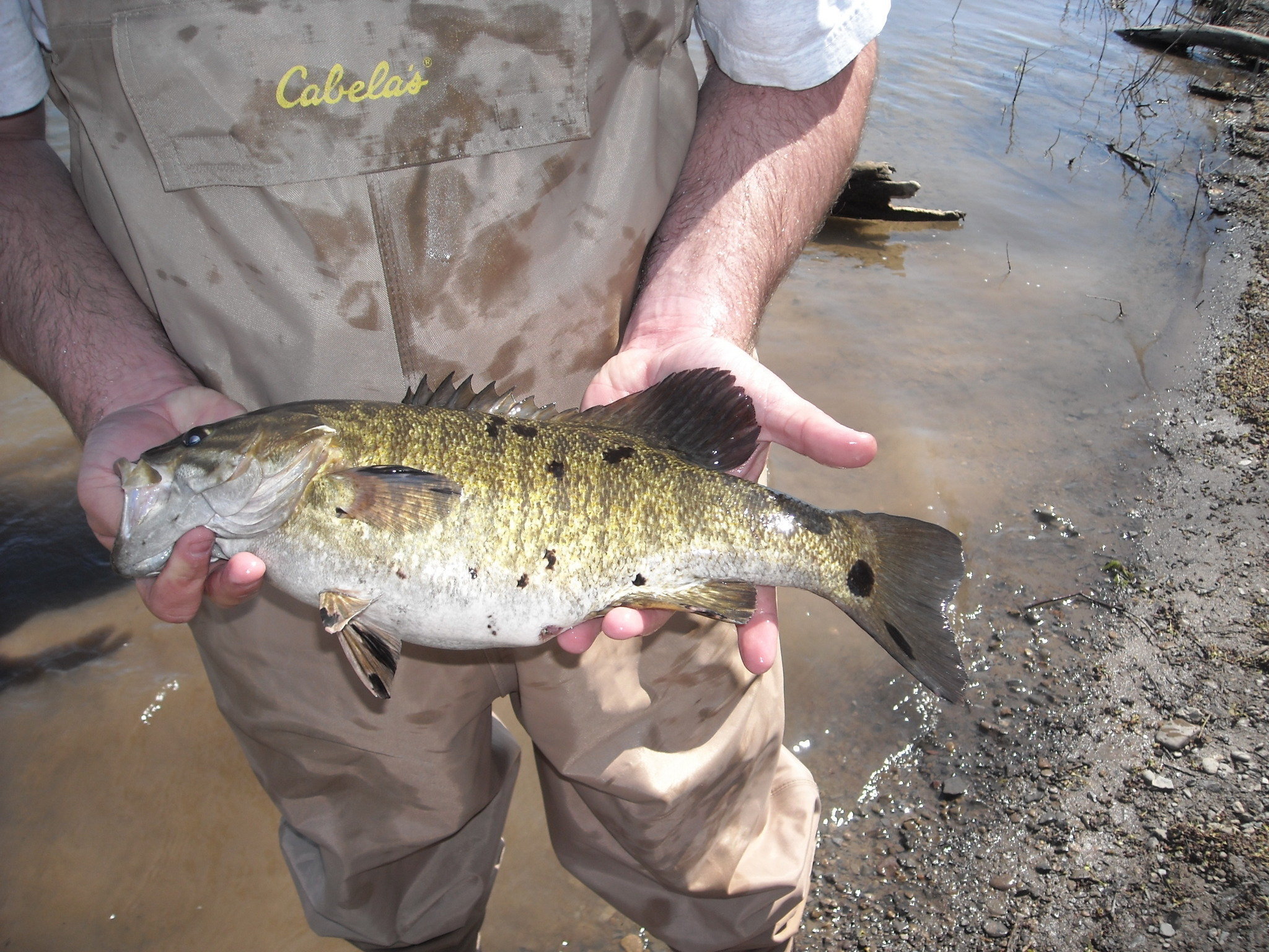Smallmouth Bass With Black Spots - HD Wallpaper 