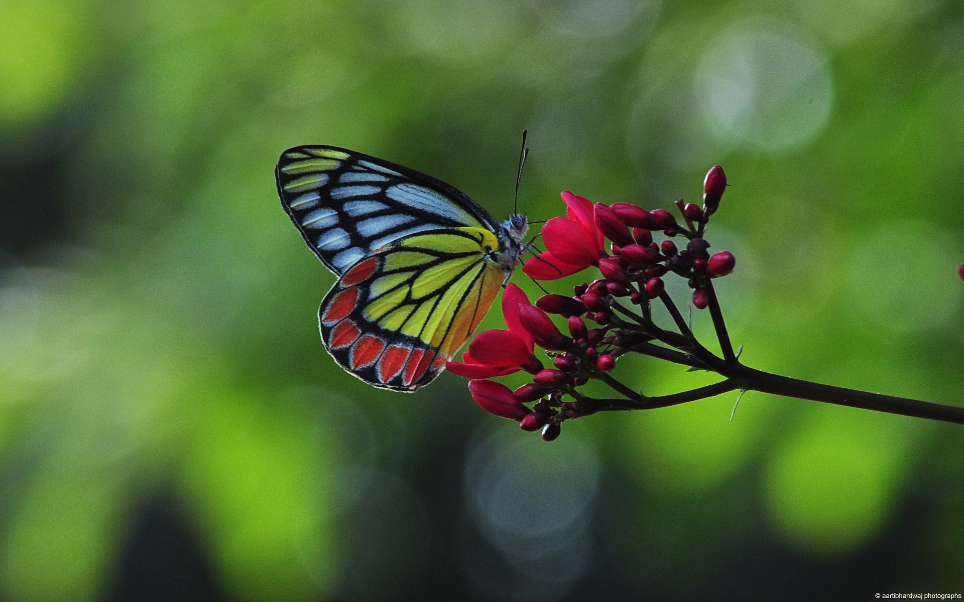 Butterfly - HD Wallpaper 