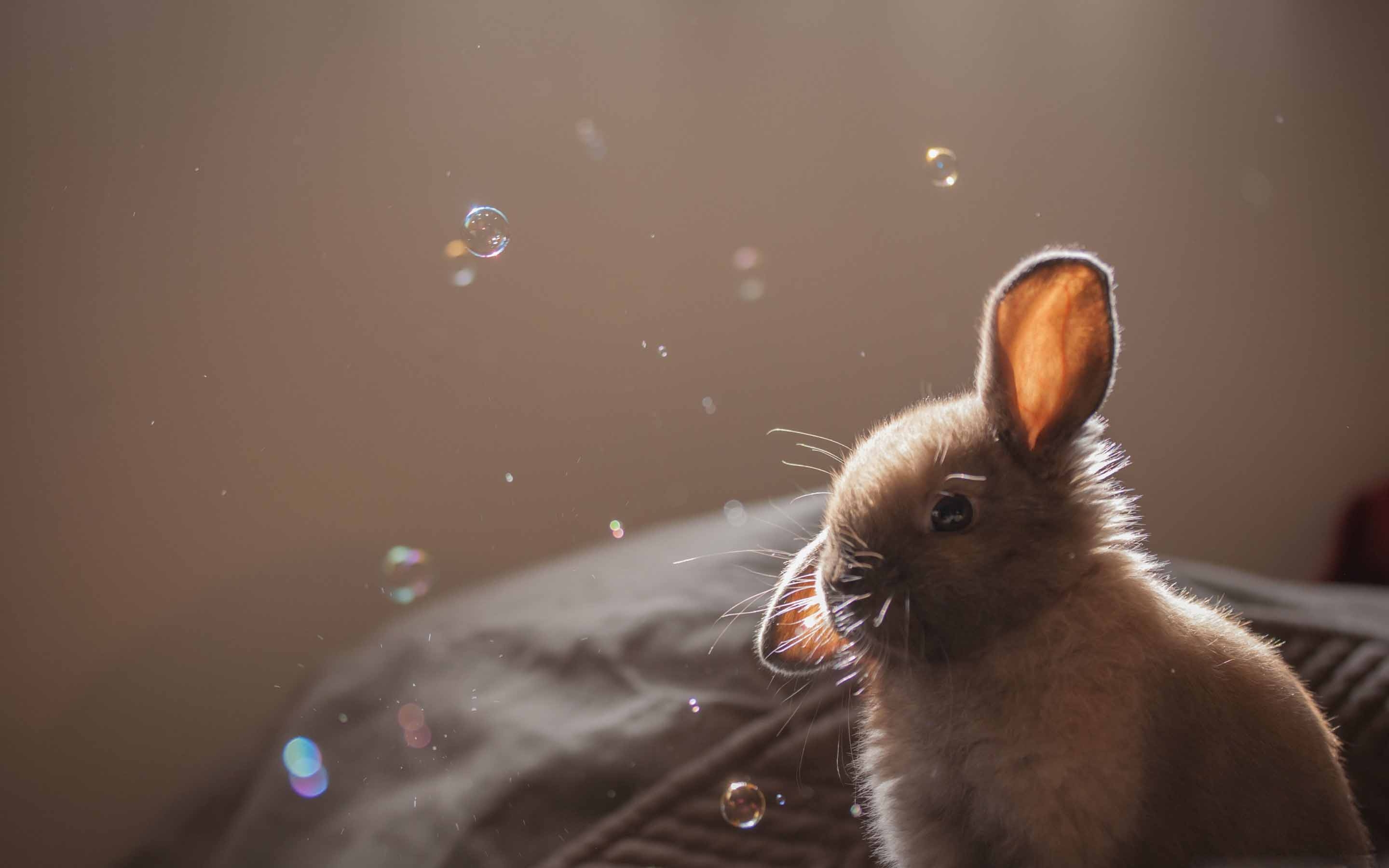 Bunny With Bubbles - HD Wallpaper 