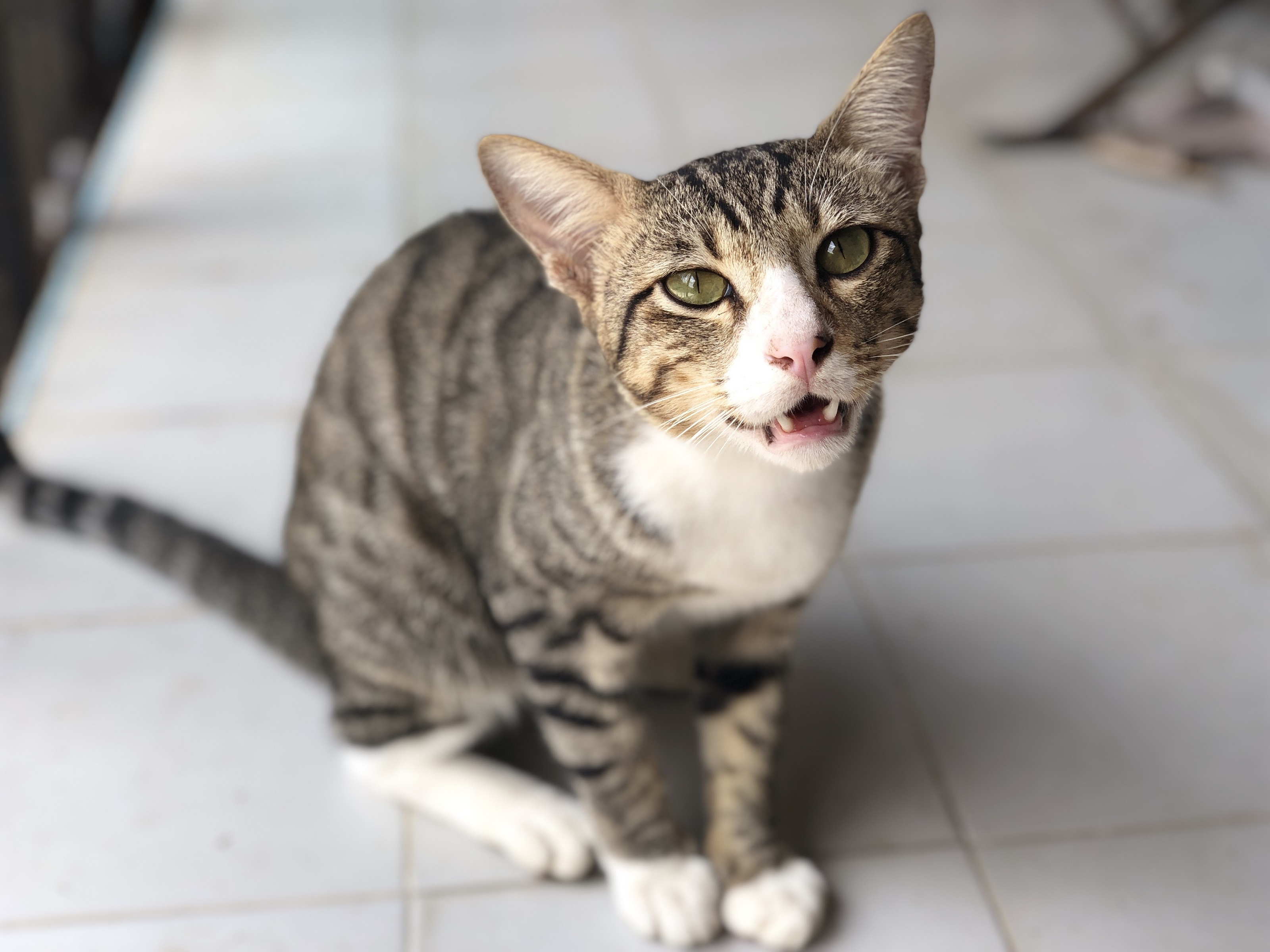 Arabian Mau - HD Wallpaper 