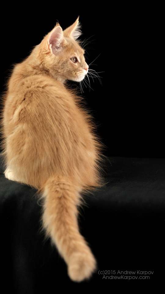 Samsung Galaxy J2 Background - Mobile Phone - HD Wallpaper 