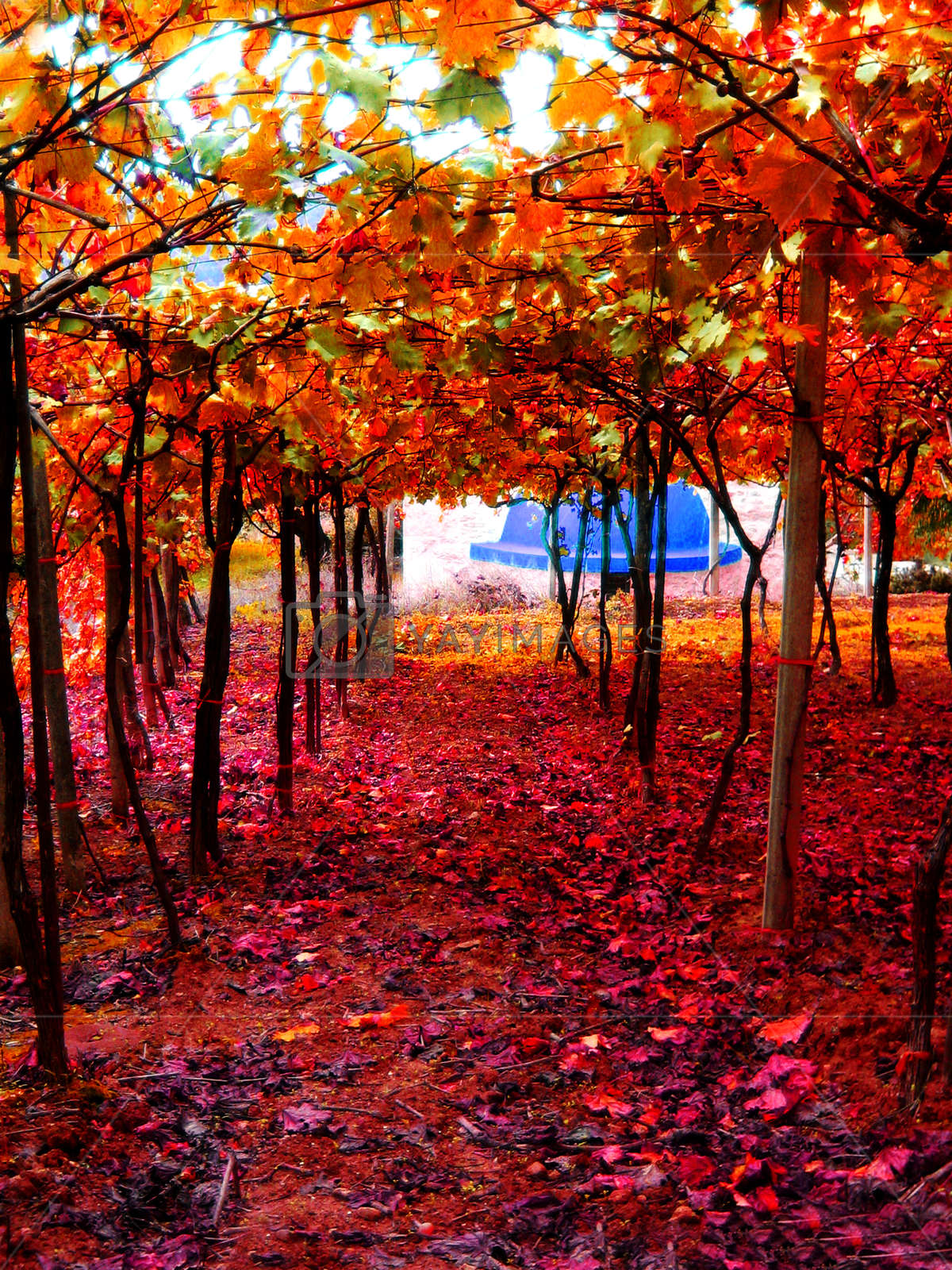Beautiful Wine Trees Background Wallpaper Fine Art - Imagem Bonitas Para Papel De Parede - HD Wallpaper 