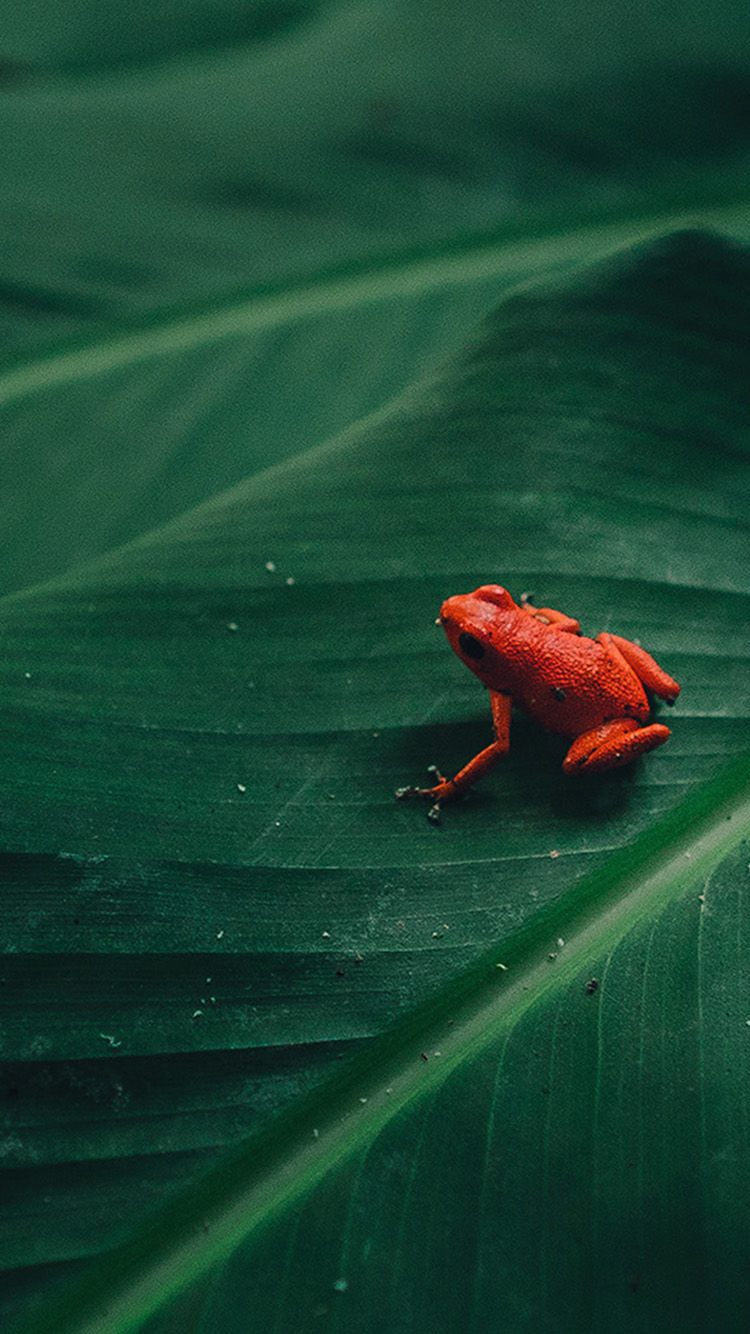 Frog Wallpaper Iphone - HD Wallpaper 