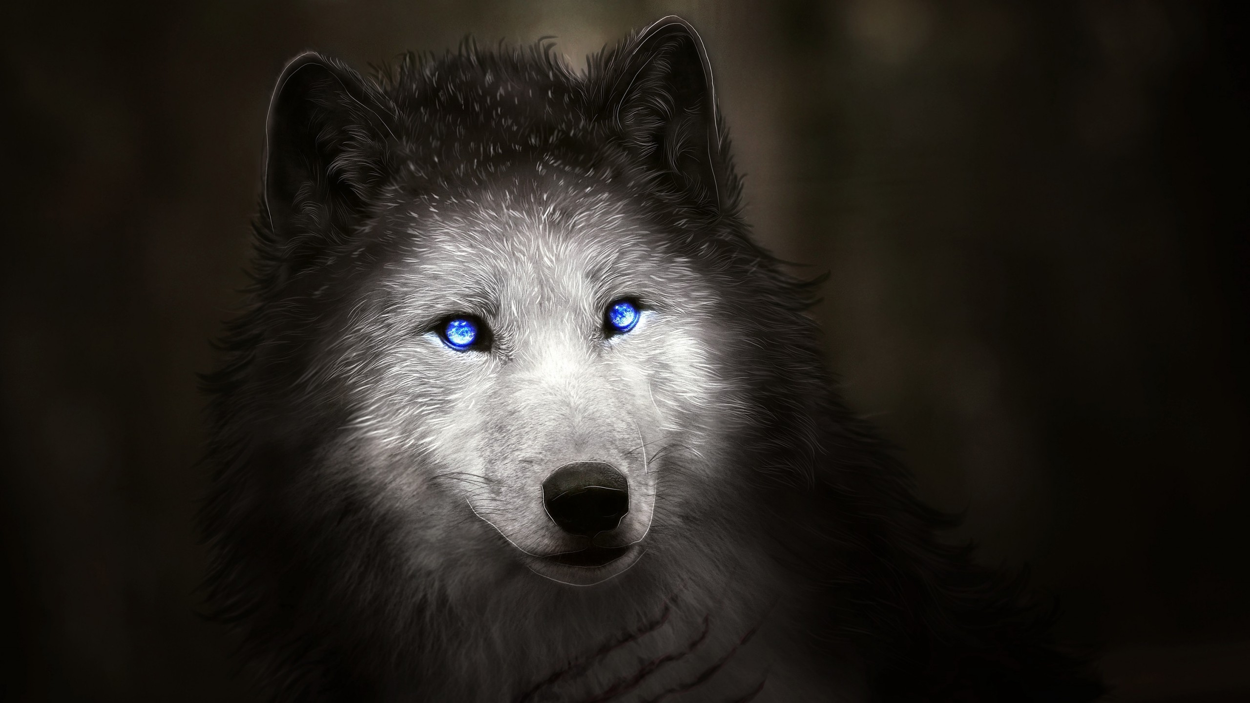 Wolf, Blue Eyes, Majestic, Digital Art - Wolf Wallpaper Blue Eyes - HD Wallpaper 