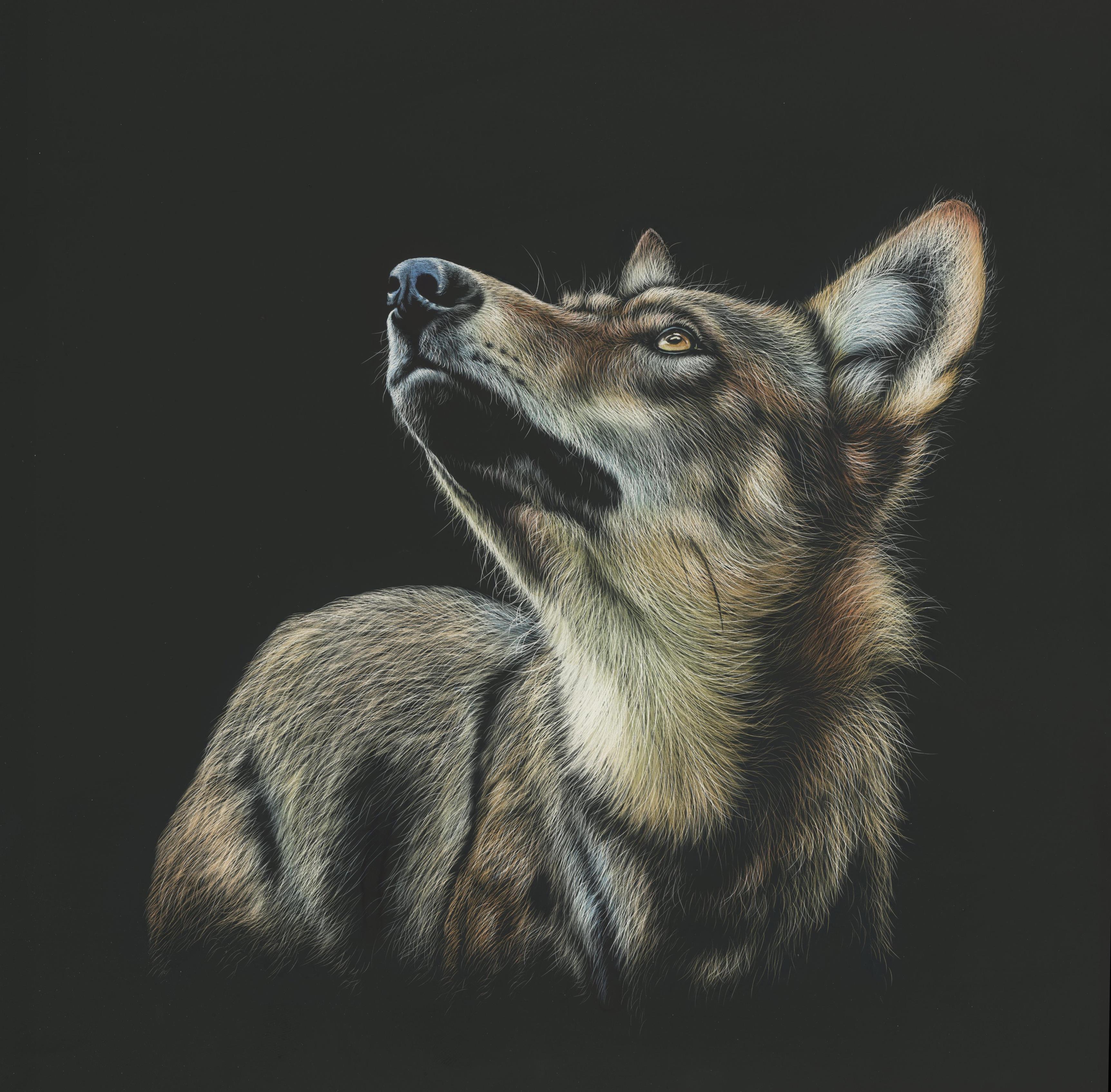 Wolf, Art, Drawing, Dark, Glance - Wolf - HD Wallpaper 