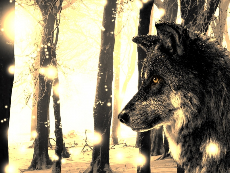 Wallpaper - HD Wallpaper 