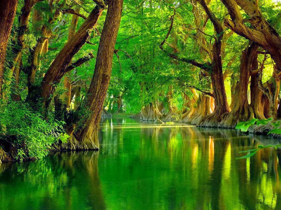Beautiful Natural Wallpaper Of - Flooded Jungle - HD Wallpaper 