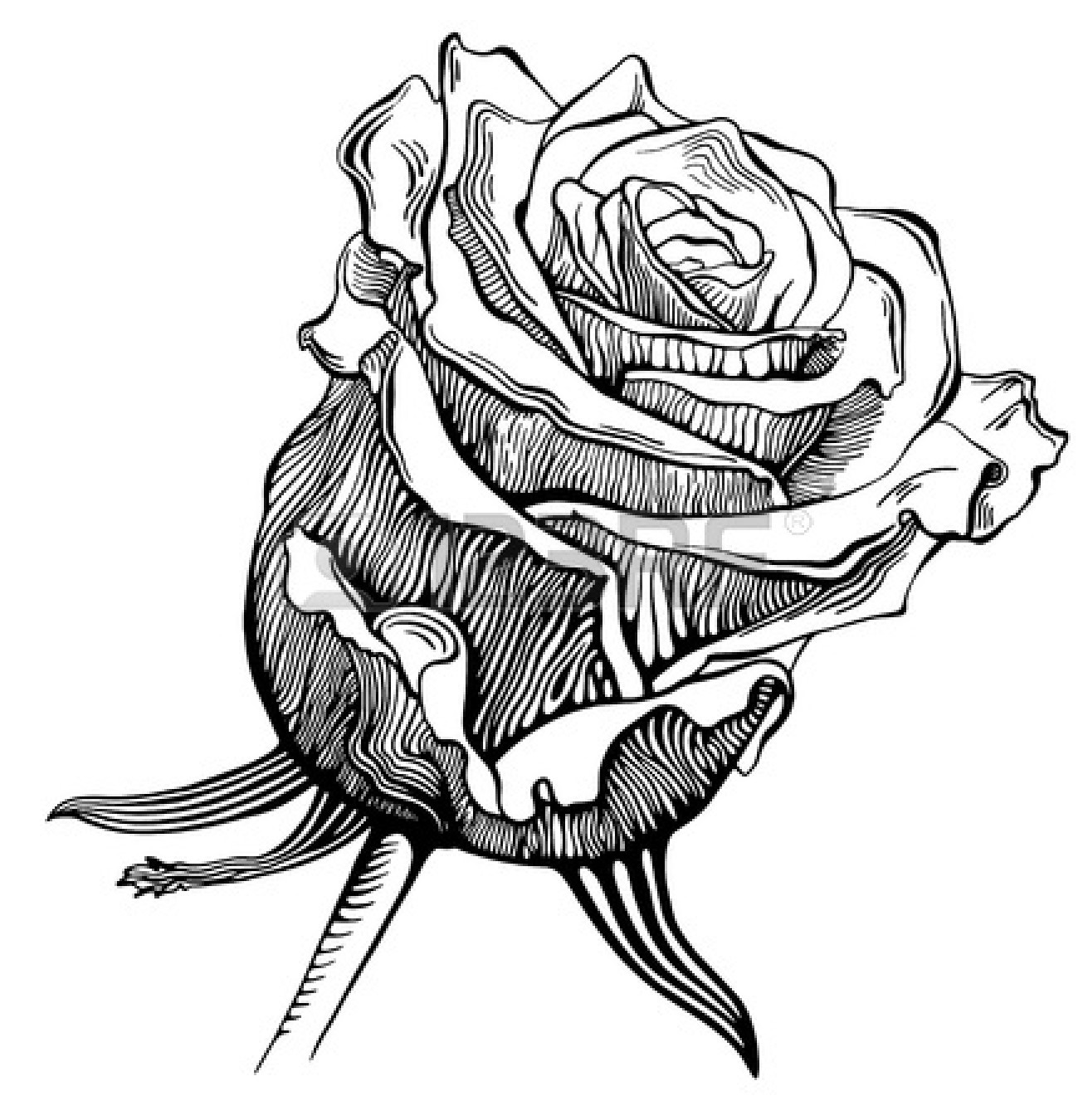 Rose Black And White Drawing Widescreen 2 Hd Wallpapers - Black And White Drawing - HD Wallpaper 