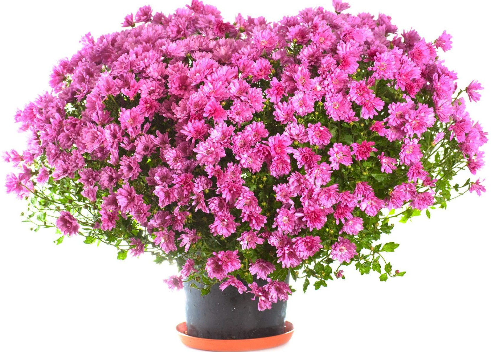 Flowers - HD Wallpaper 