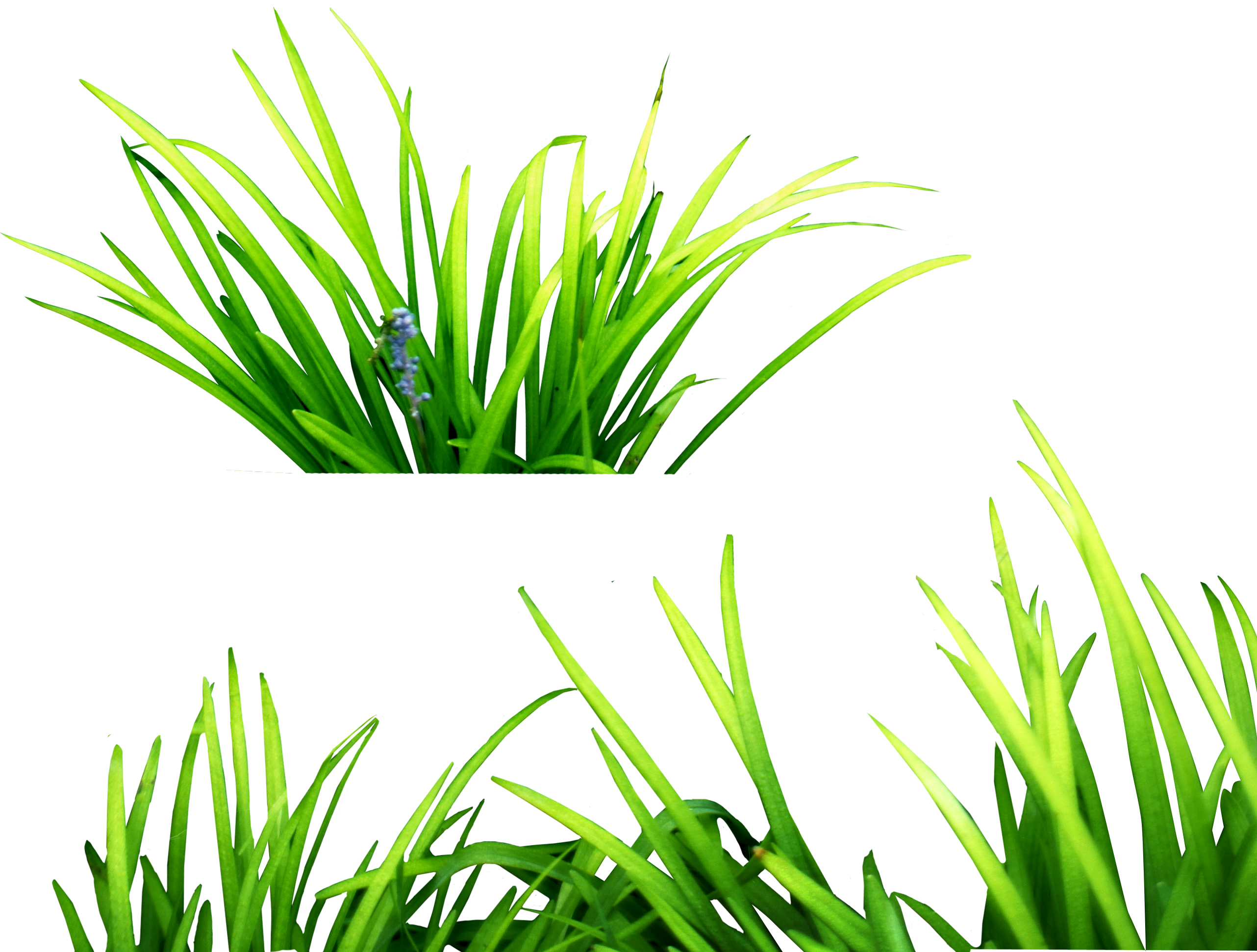 Grass Png Image, Green Grass Png Picture - Grass Png For Picsart - HD Wallpaper 