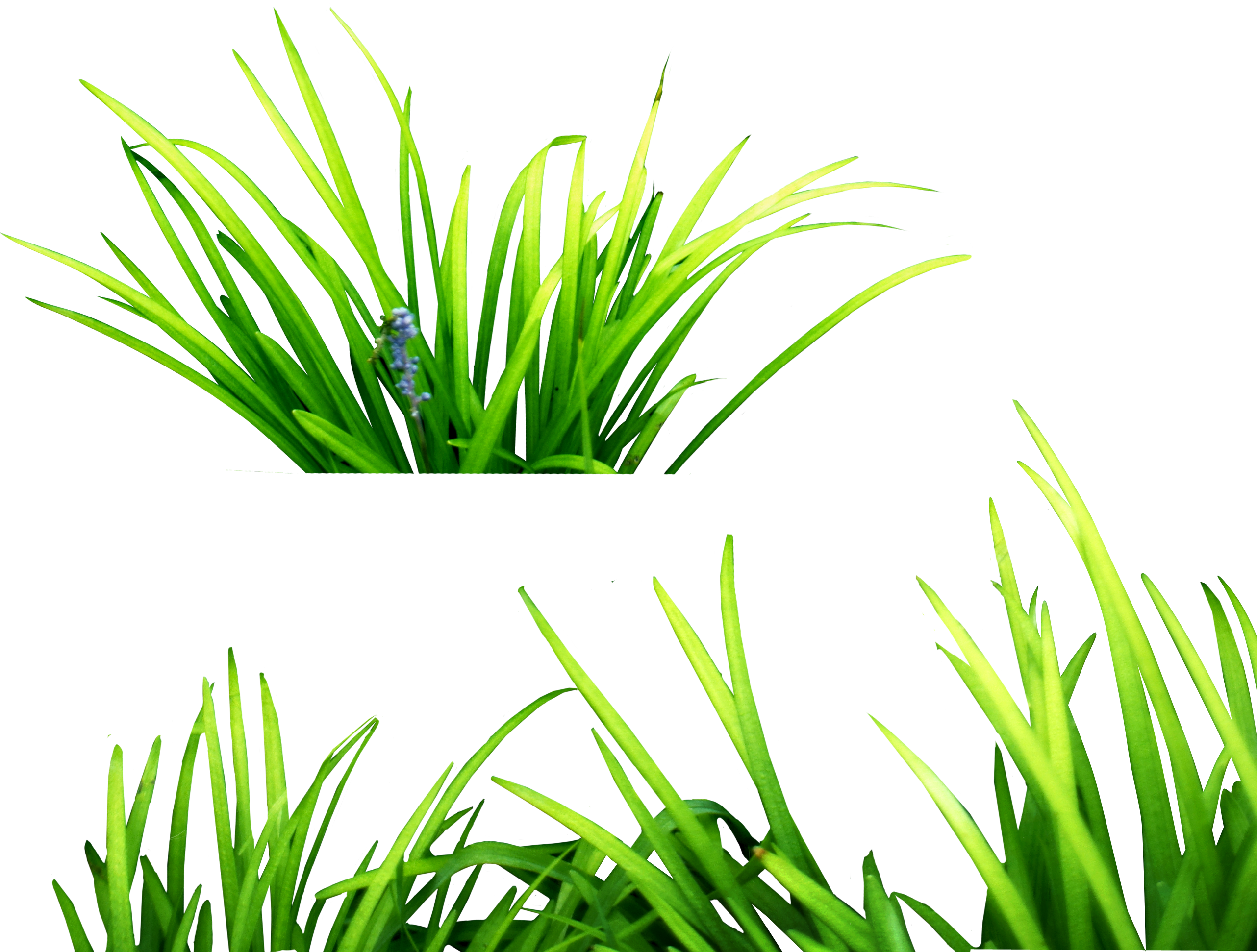 Grass Png Image Green Grass Png Picture Grass Png For Picsart 2564x1943 Wallpaper Teahub Io