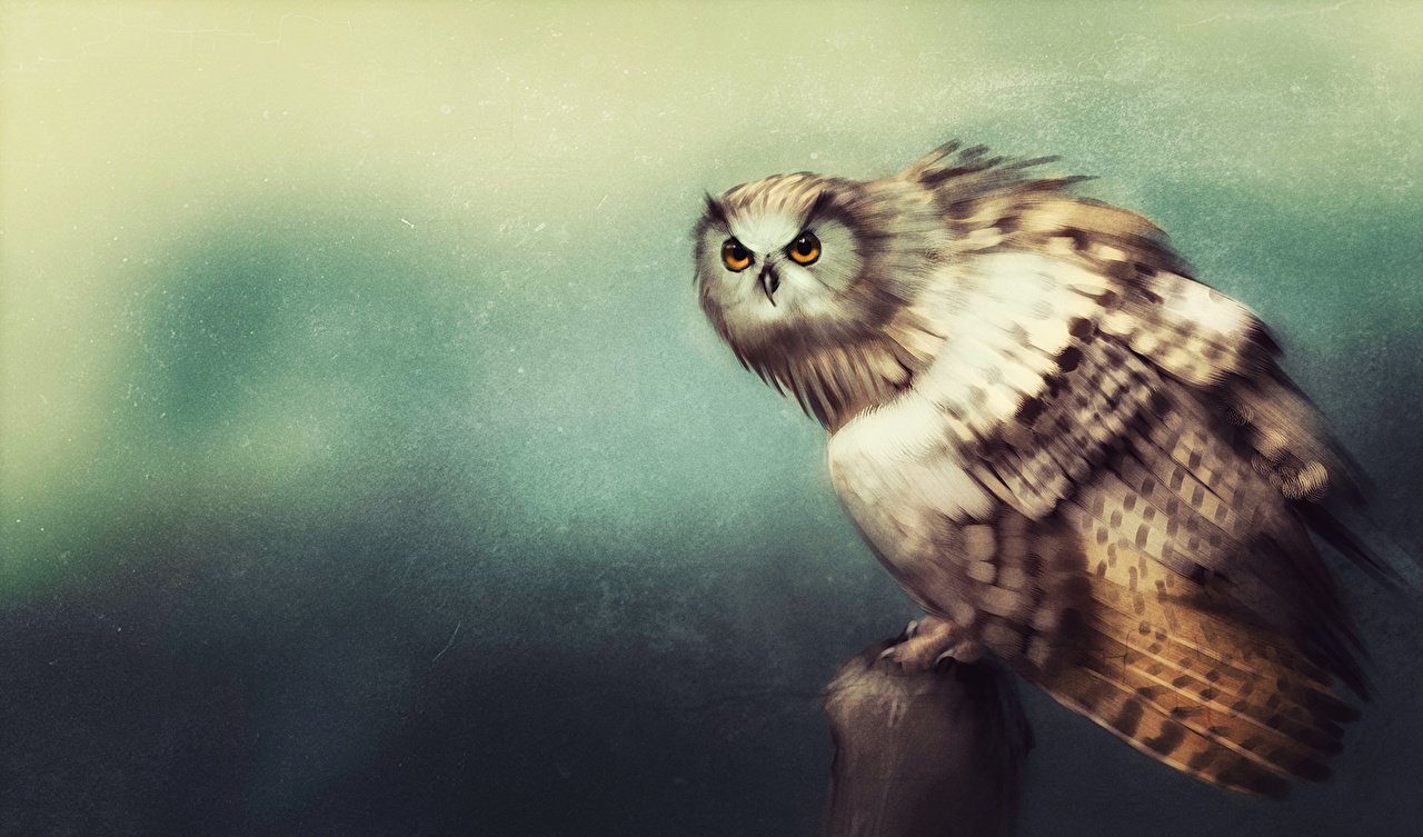 Owl - HD Wallpaper 