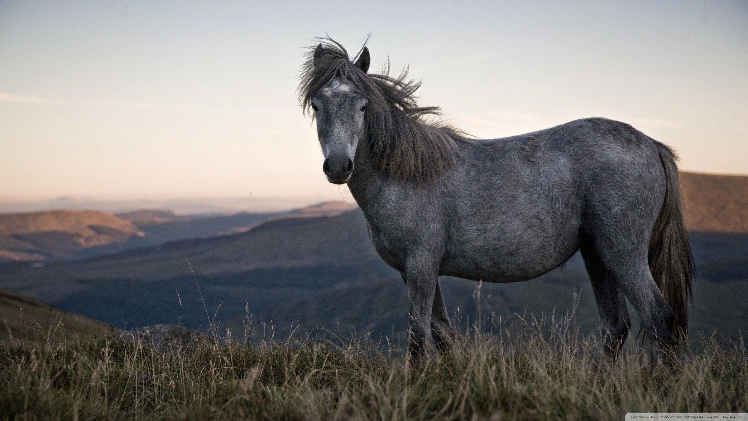 Hd - Beautiful Wild Wallpaper Horses - HD Wallpaper 