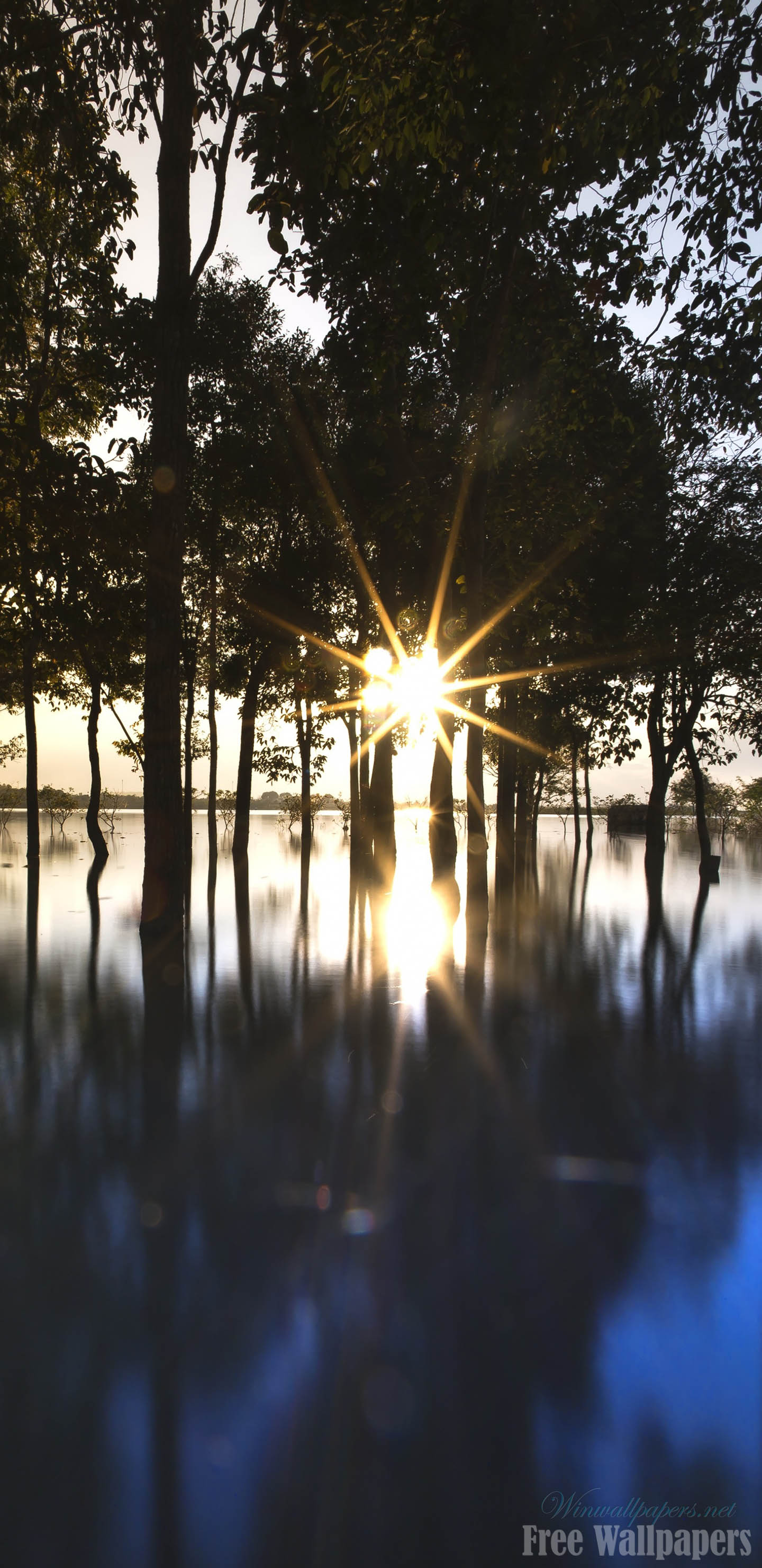 Sun Shining Through Wilderness Wallpaper For Note - Mobile Phone - HD Wallpaper 