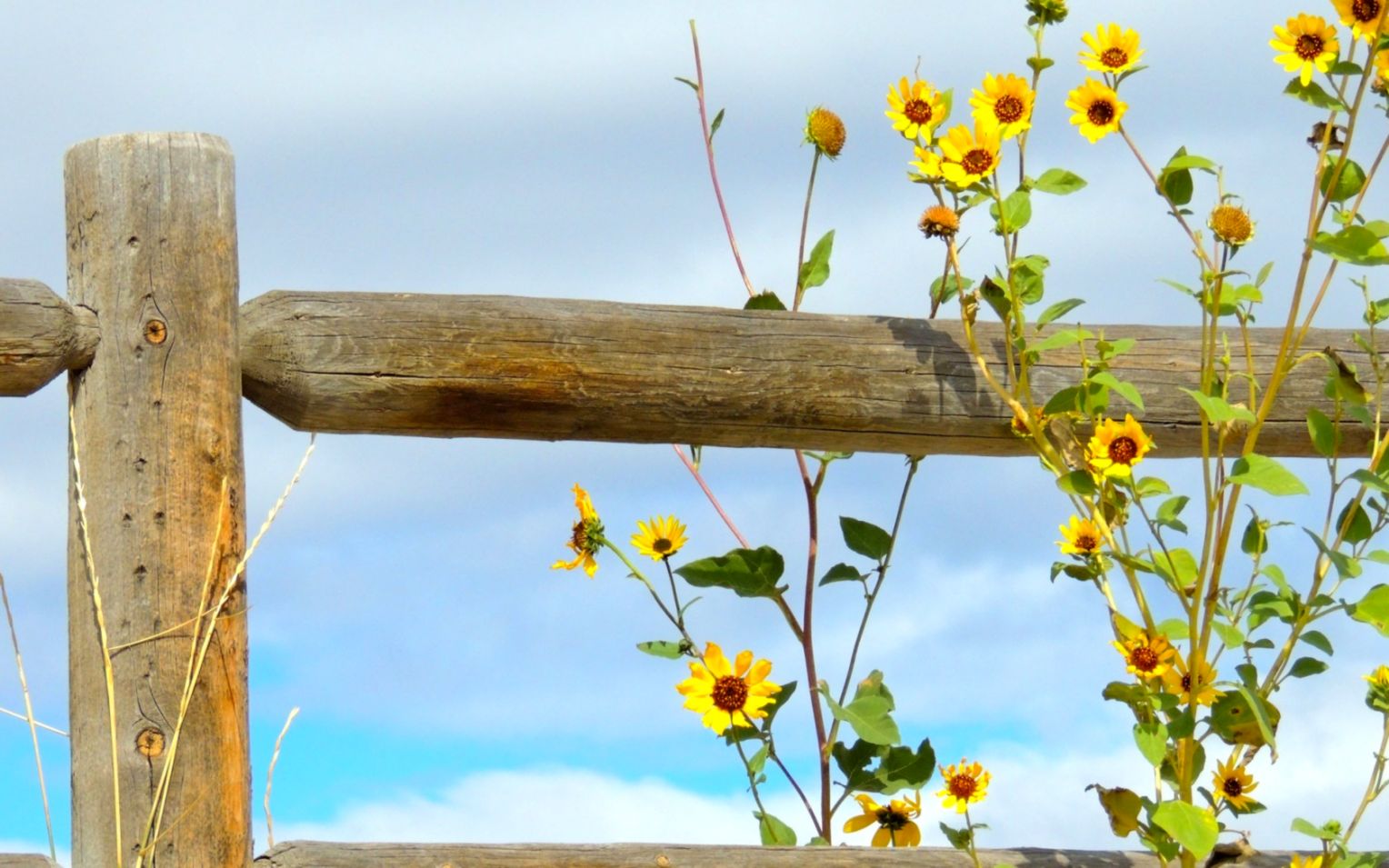 Flowers Summer Day Tapet Flower Blue Fence Yellow Full - Yellow Flower Summer Hd - HD Wallpaper 