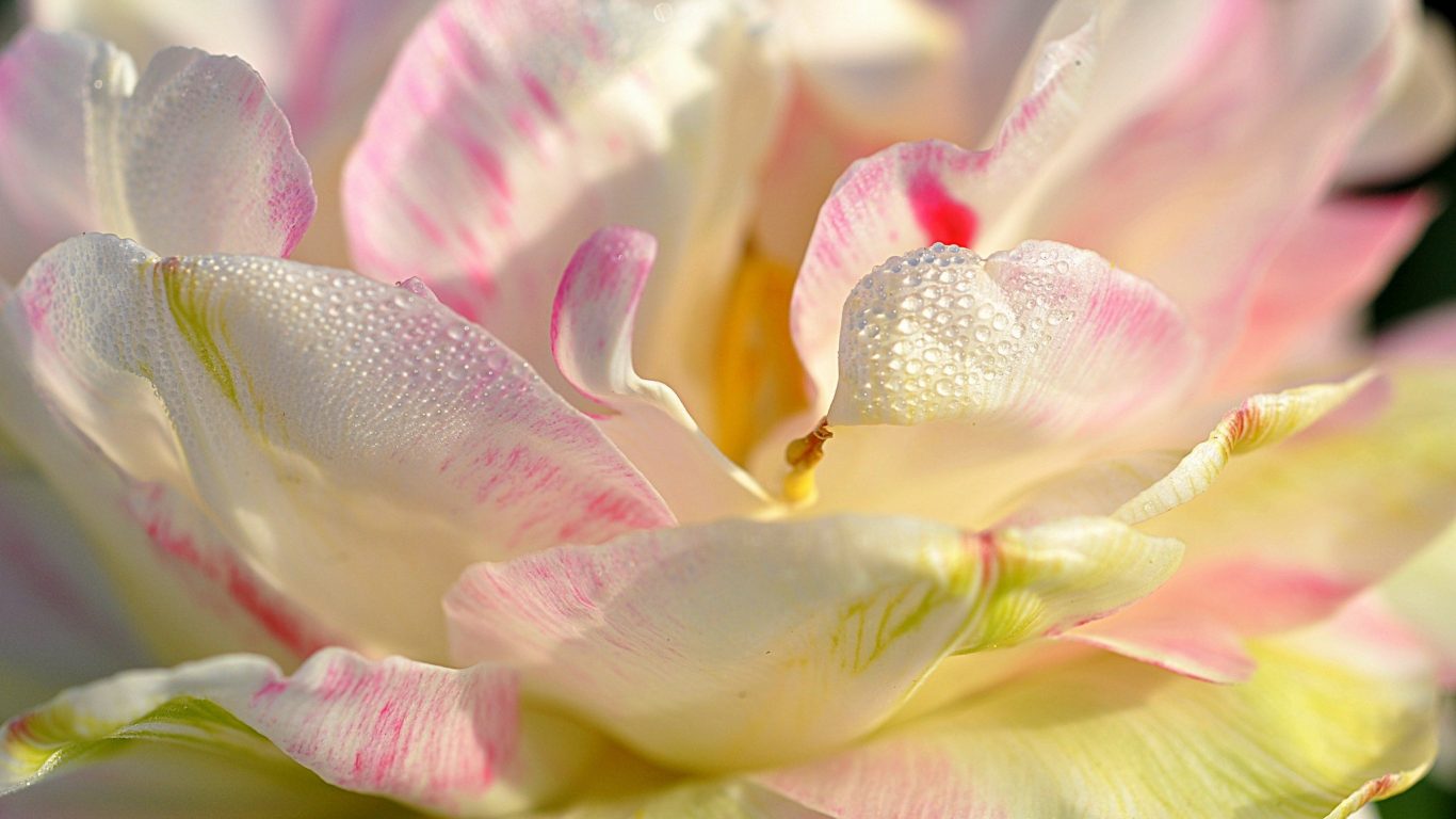 Flower Macro Tapet Up Skin Spring White Petals Pink - Full Skin Flower - HD Wallpaper 