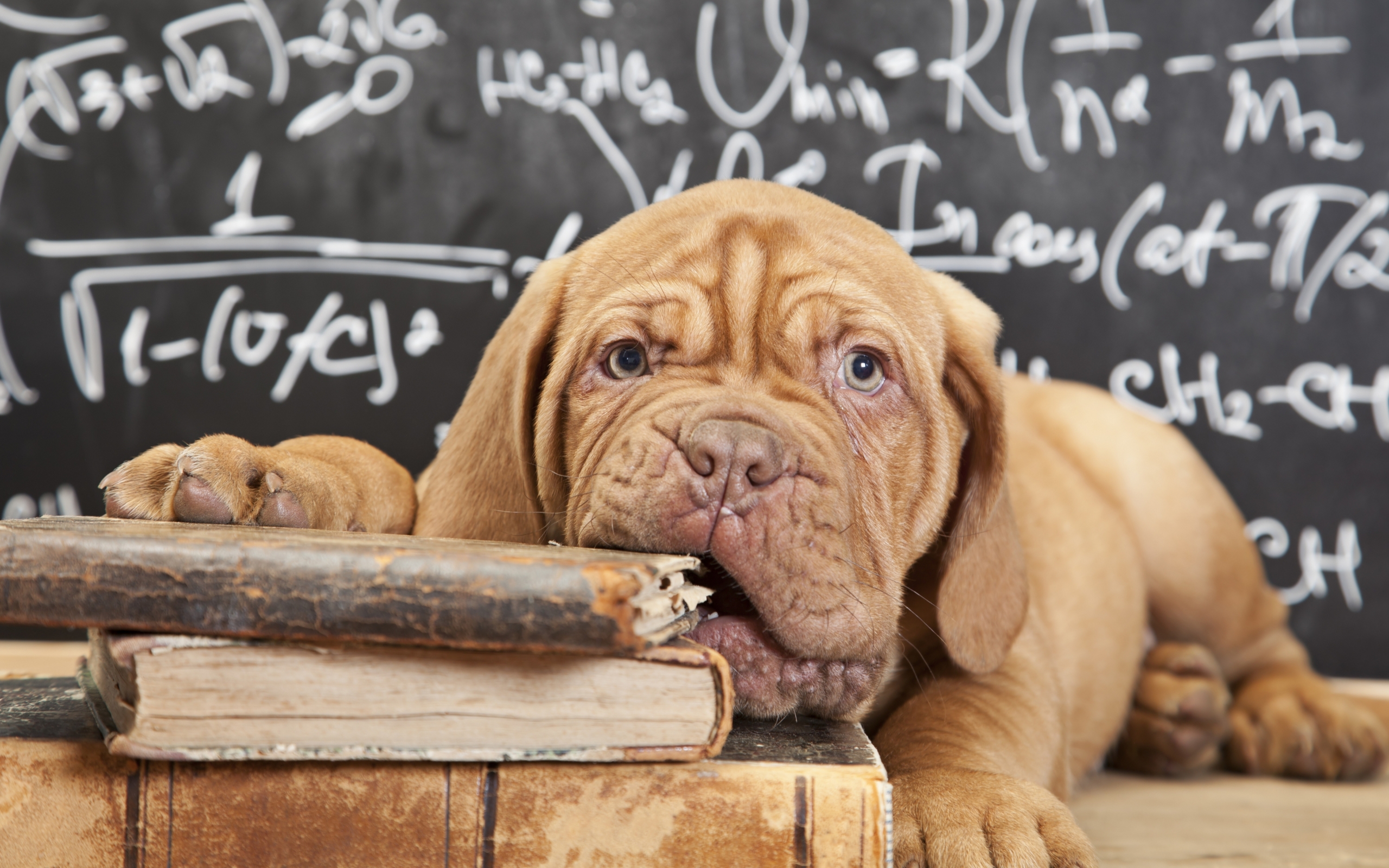 Back To School Animal - HD Wallpaper 