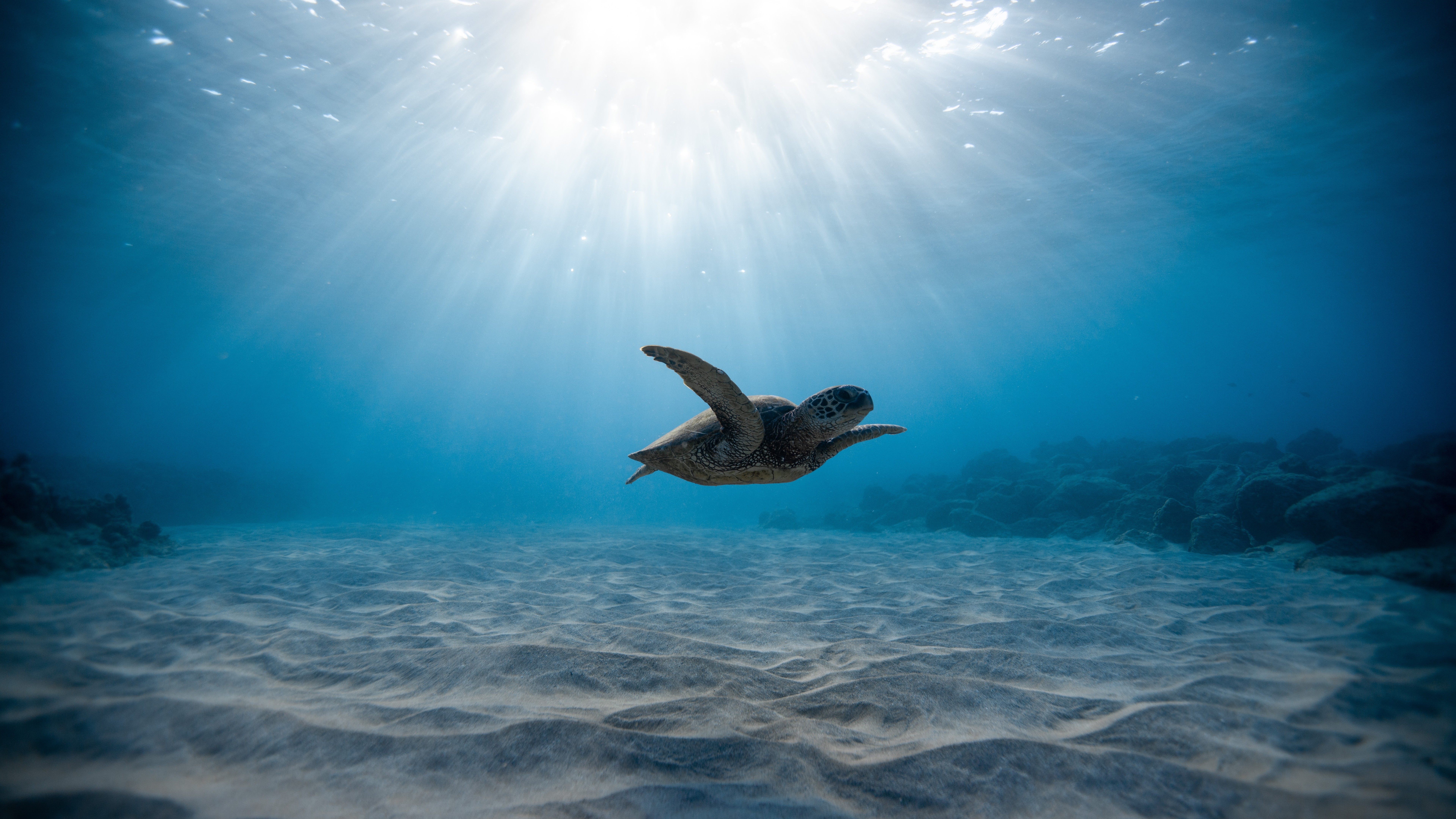 Underwater Sea Turtle Background - HD Wallpaper 