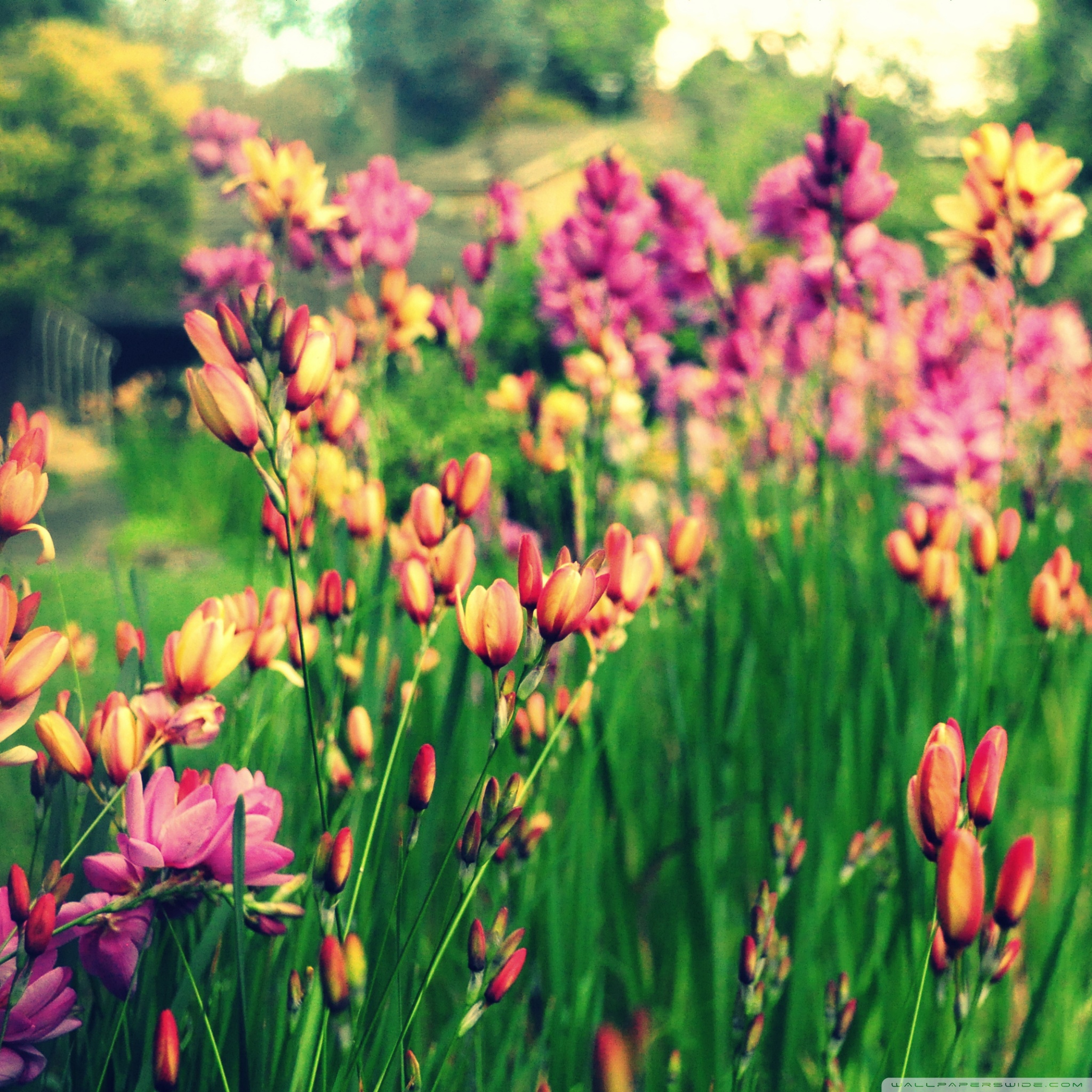 Tablet Computer - HD Wallpaper 