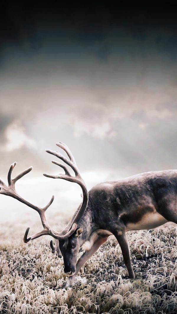 Deer Wallpaper Iphone 6 Plus - HD Wallpaper 